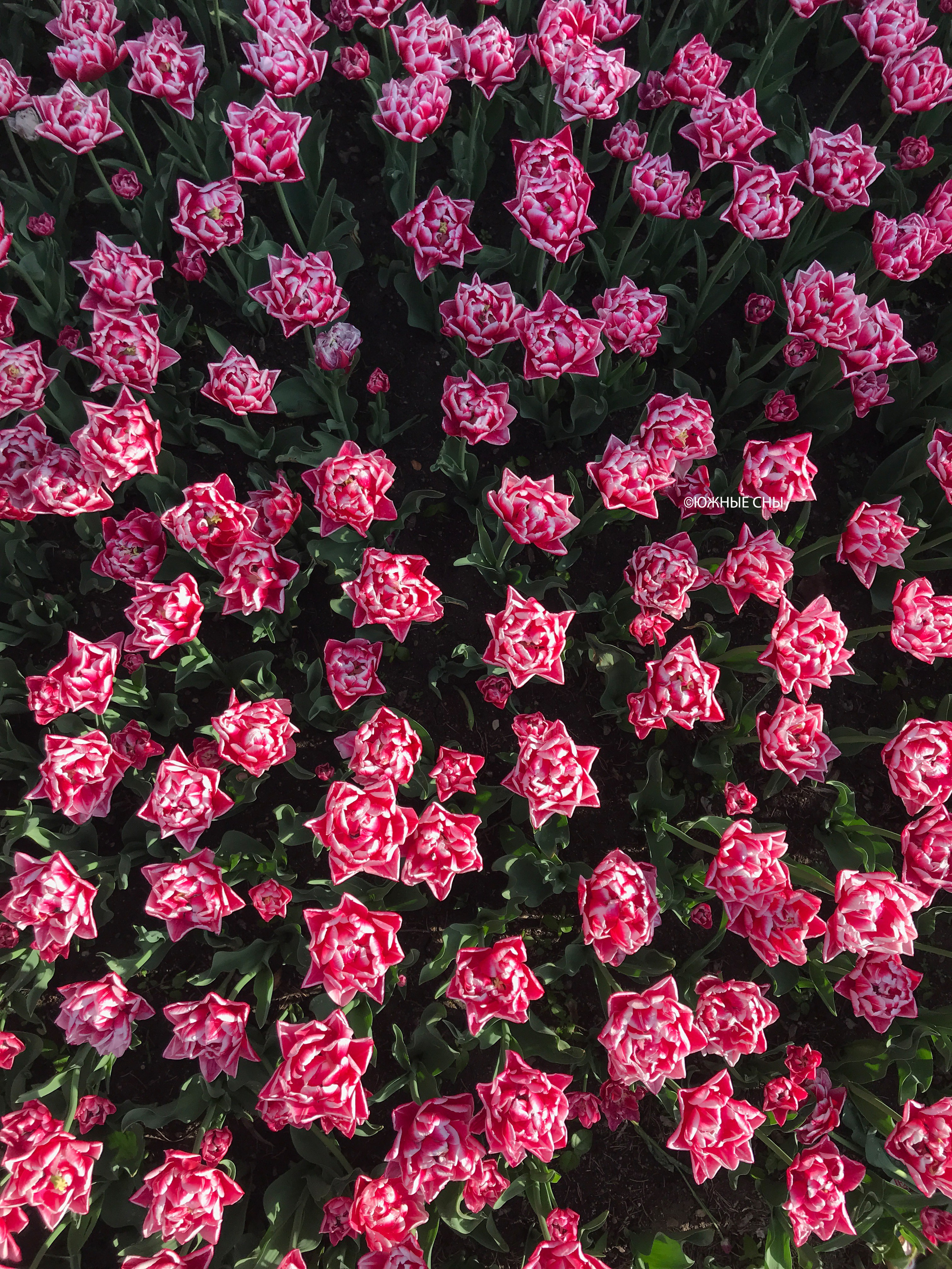 Туризм и отдых в Пятигорске, парк "Цветник"