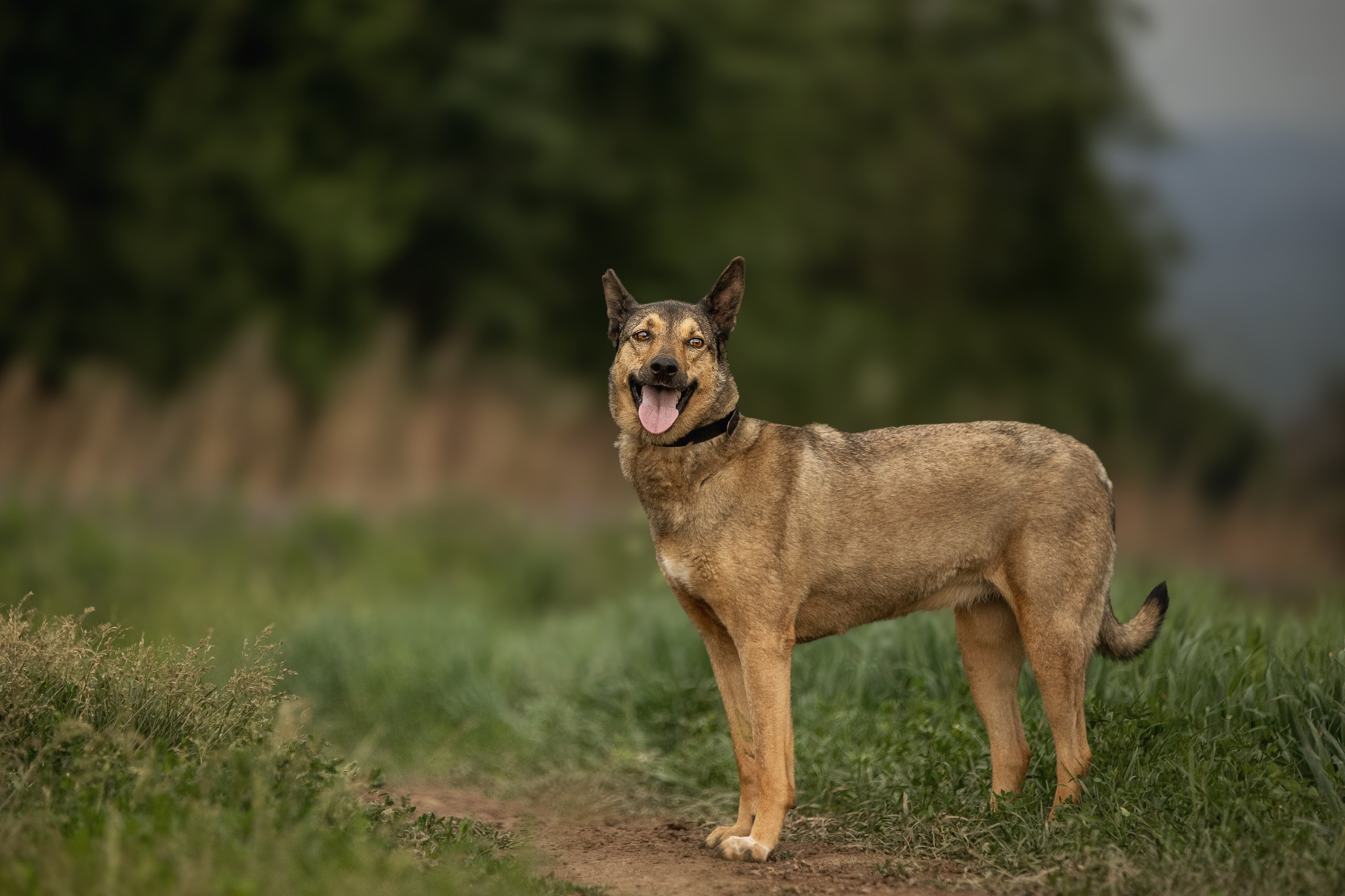 ИЩУТ ДОМ. Фотограф-анималист в Москве и Подмосковье