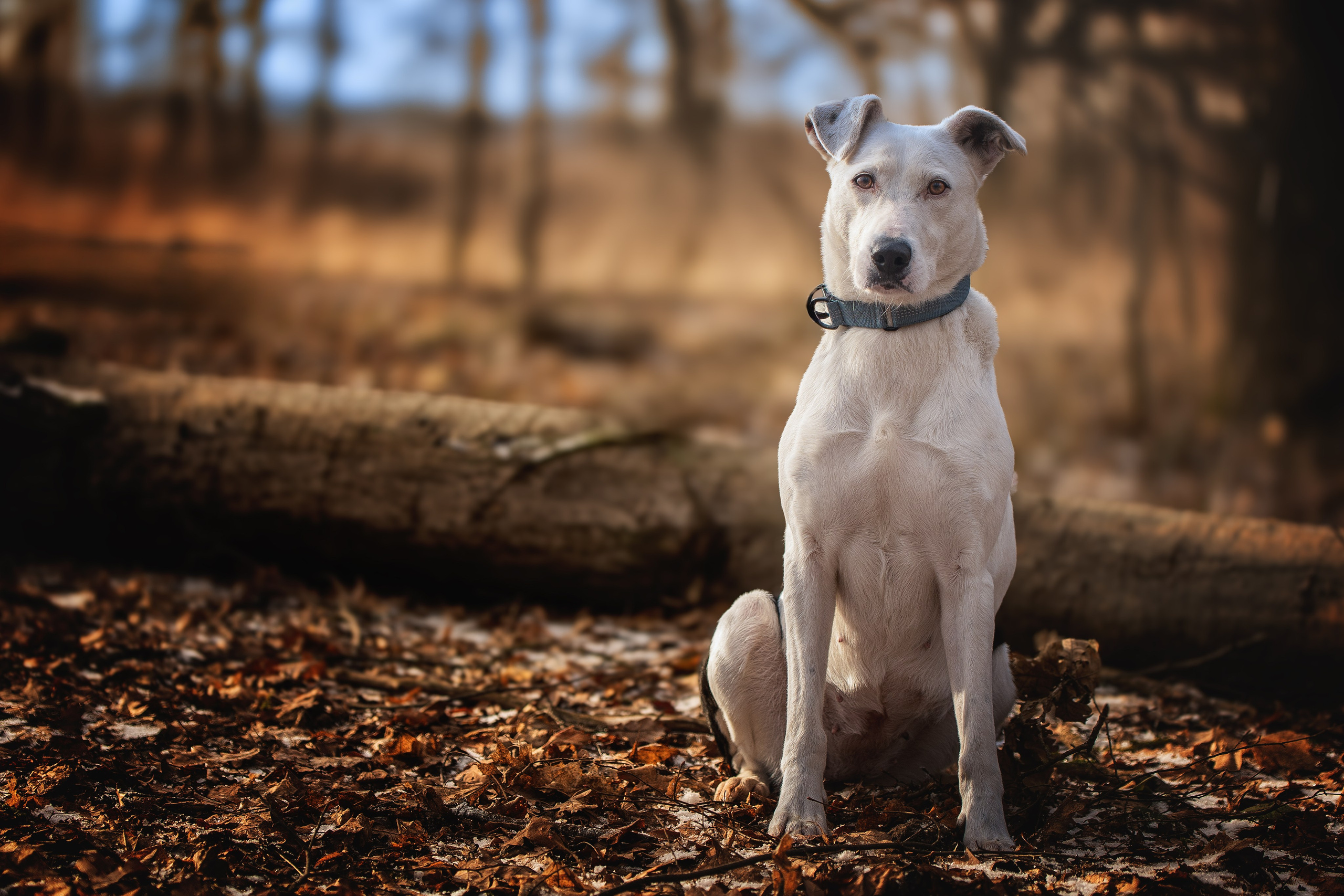ИЩУТ ДОМ. Фотограф-анималист в Москве и Подмосковье