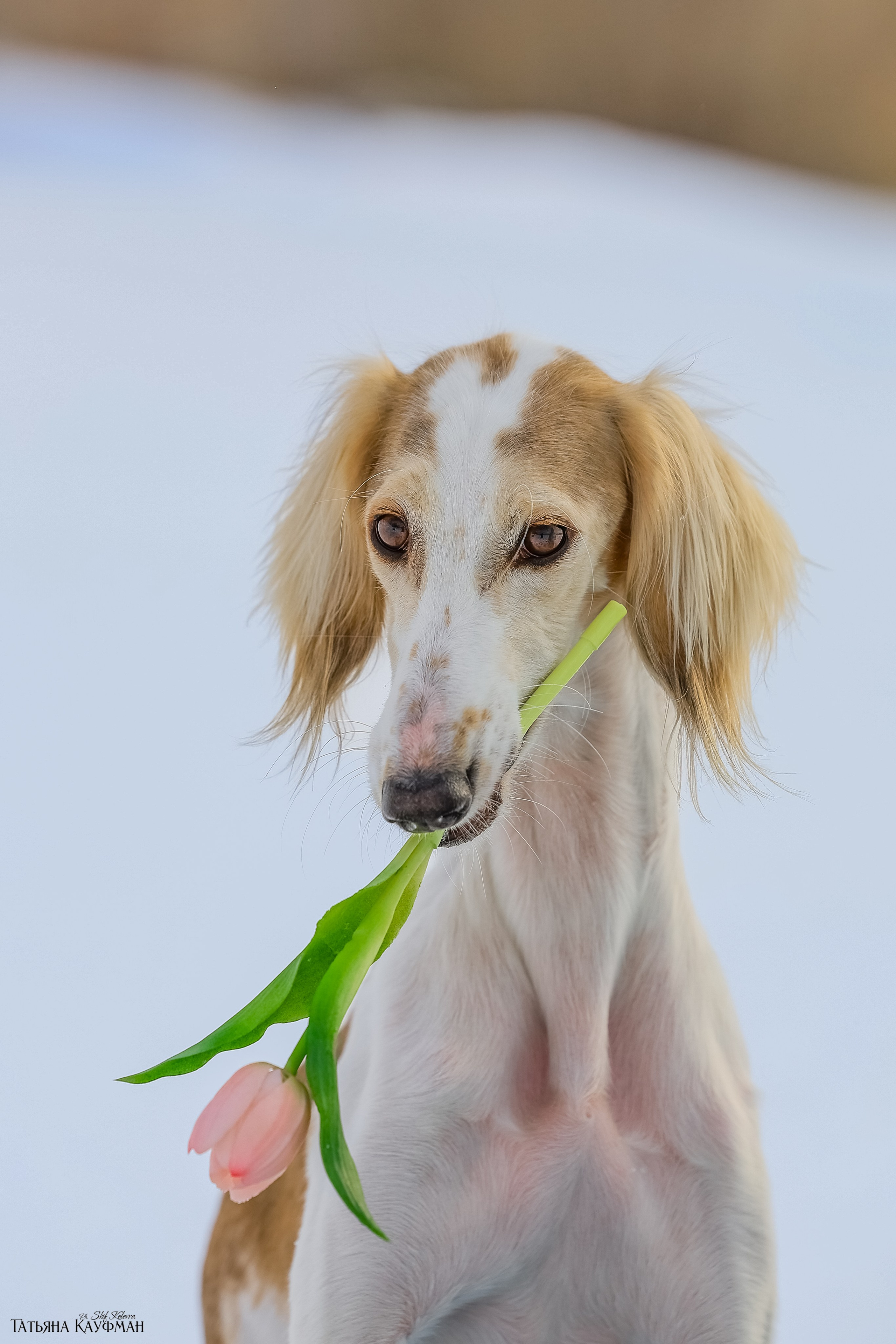 Салюки Флай и Лира. Фотограф Анималист из Новосибирска Татьяна Кауфман
