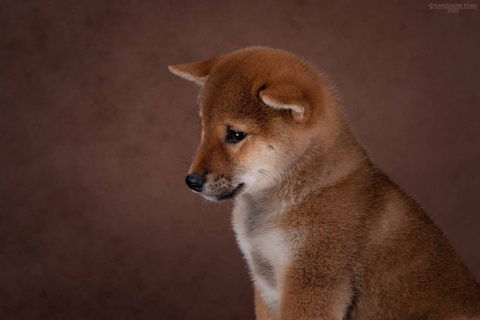 Фотосессия щенков на фонах. Фотограф собак в Москве и Московской области Иванушкина Мария