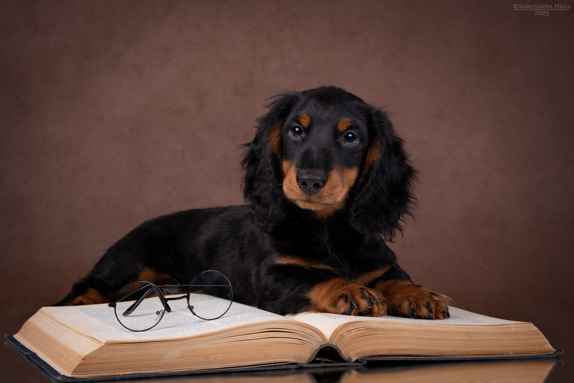 щенок таксы с книгой