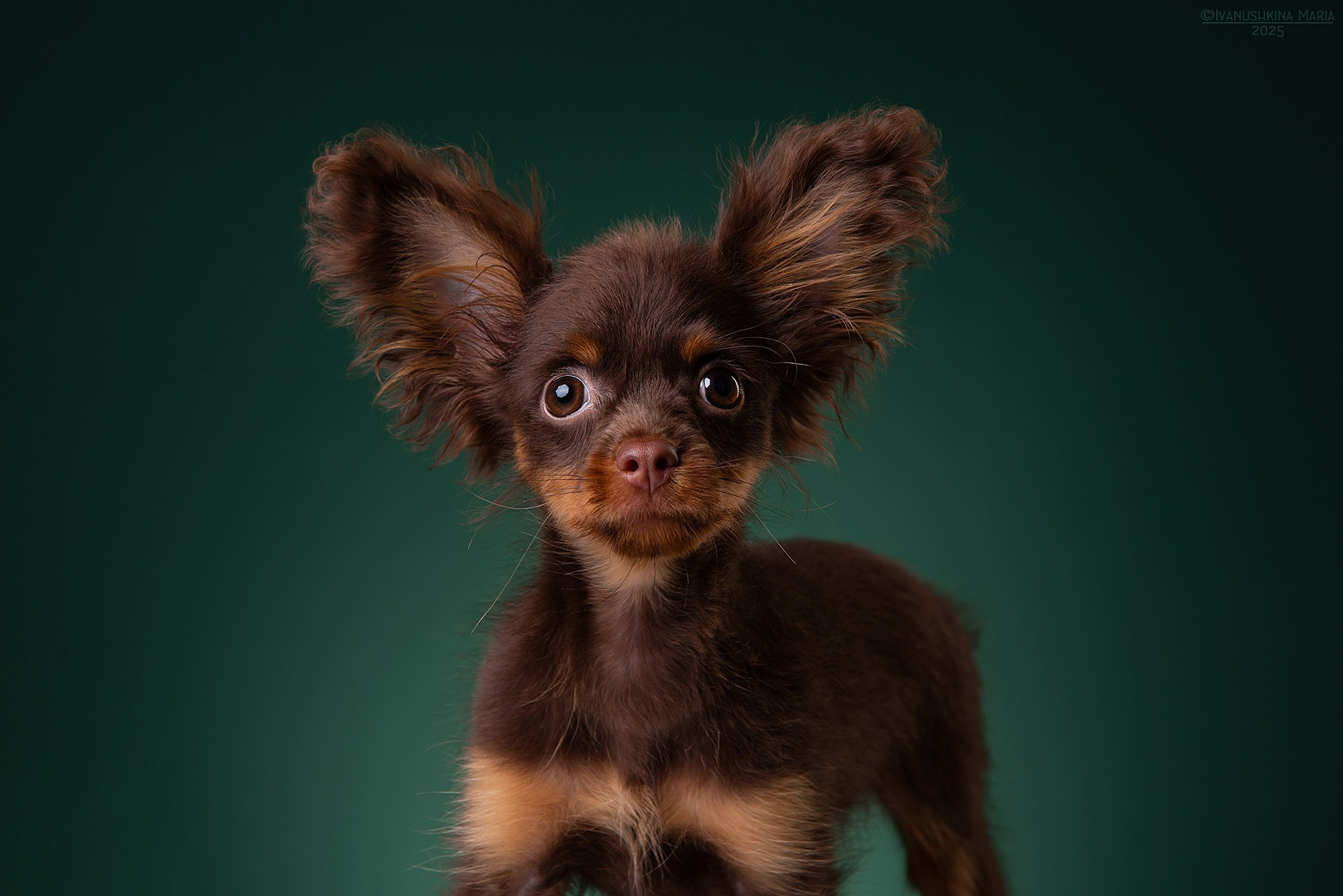Фотосессия щенков на фонах. Фотограф собак в Москве и Московской области Иванушкина Мария
