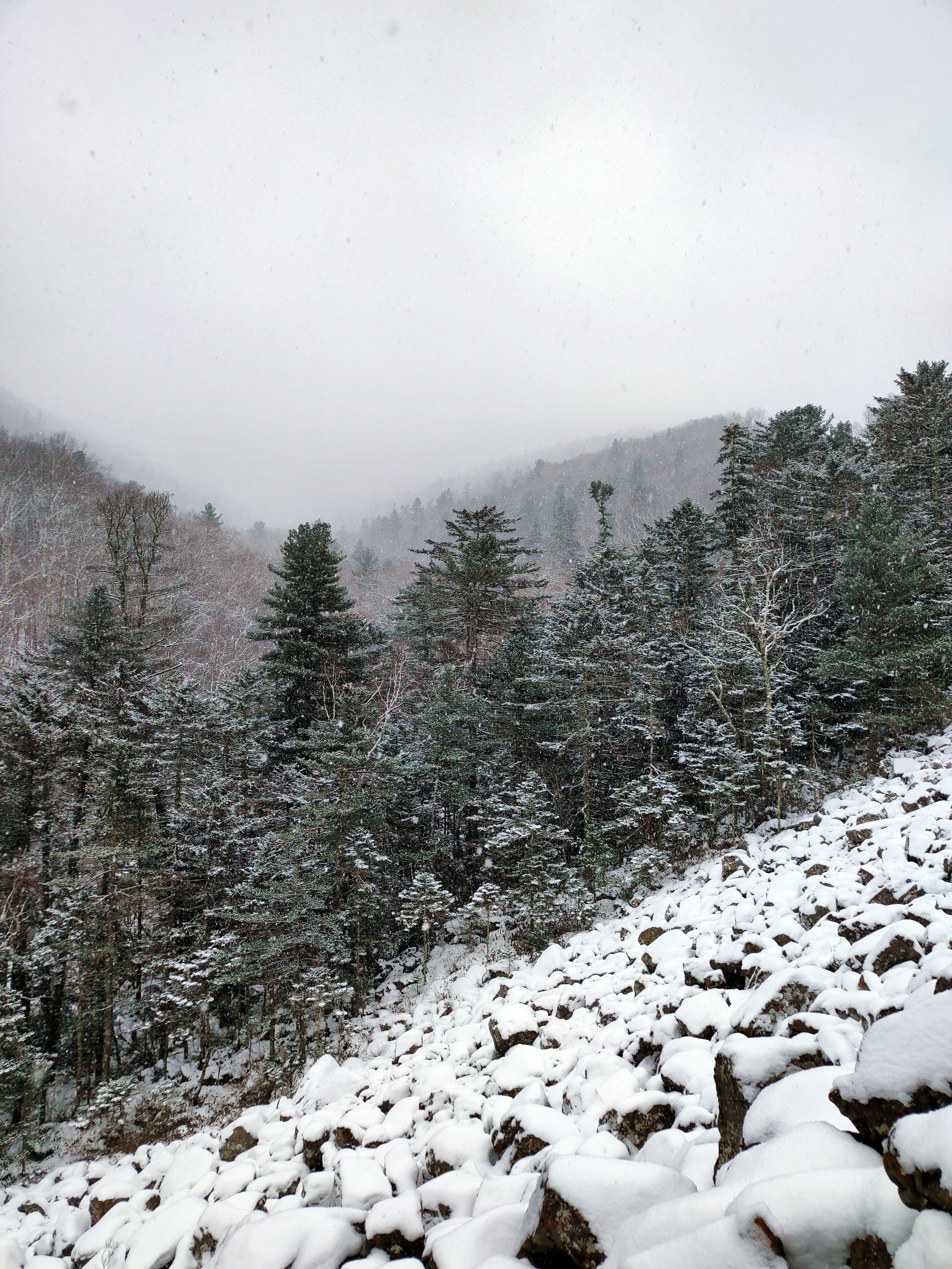 Сосновый лес и курумник во время снегопада