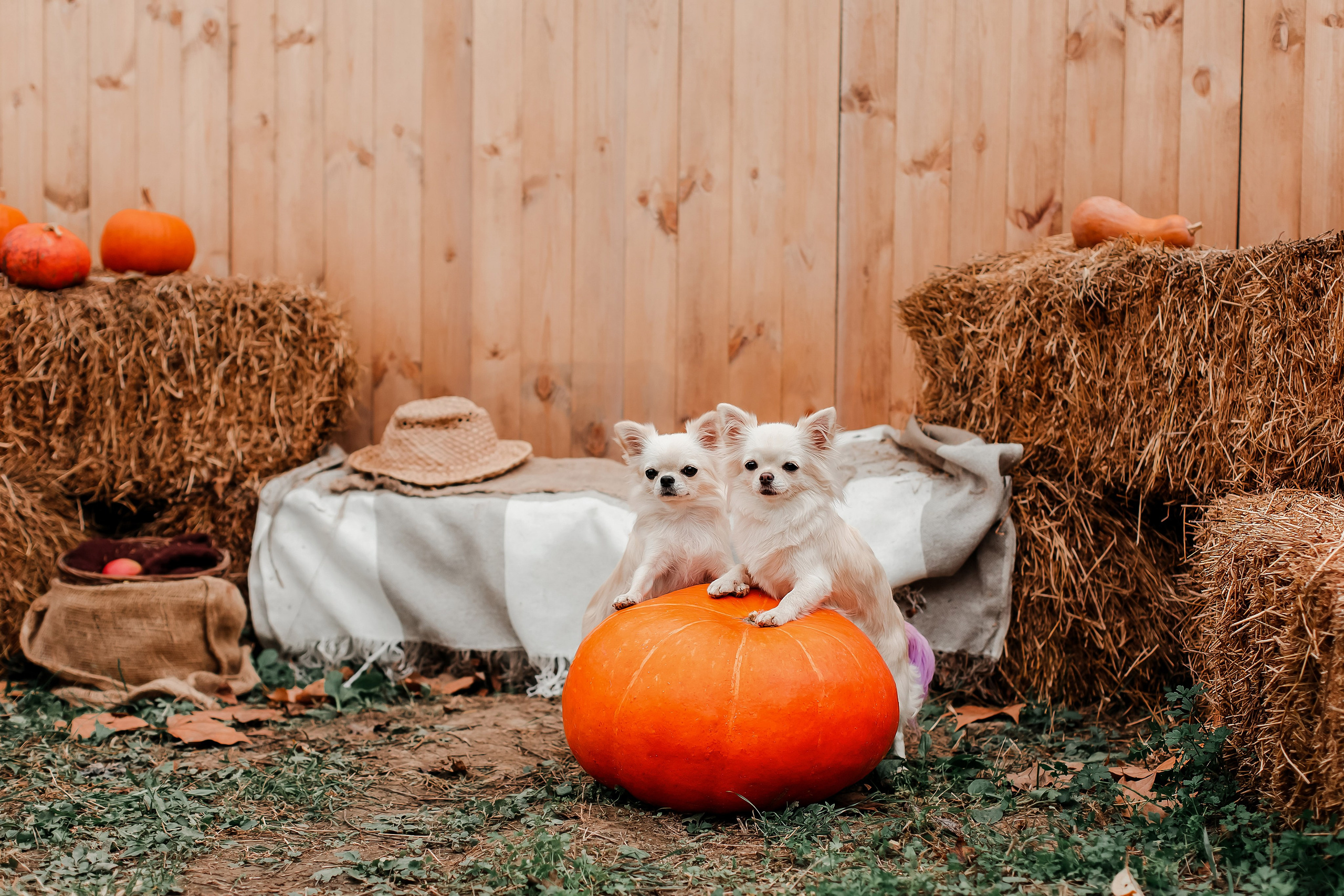 Семья и чихуахуа в лесу. Фотограф-анималист в Краснодаре Маша Мельникова