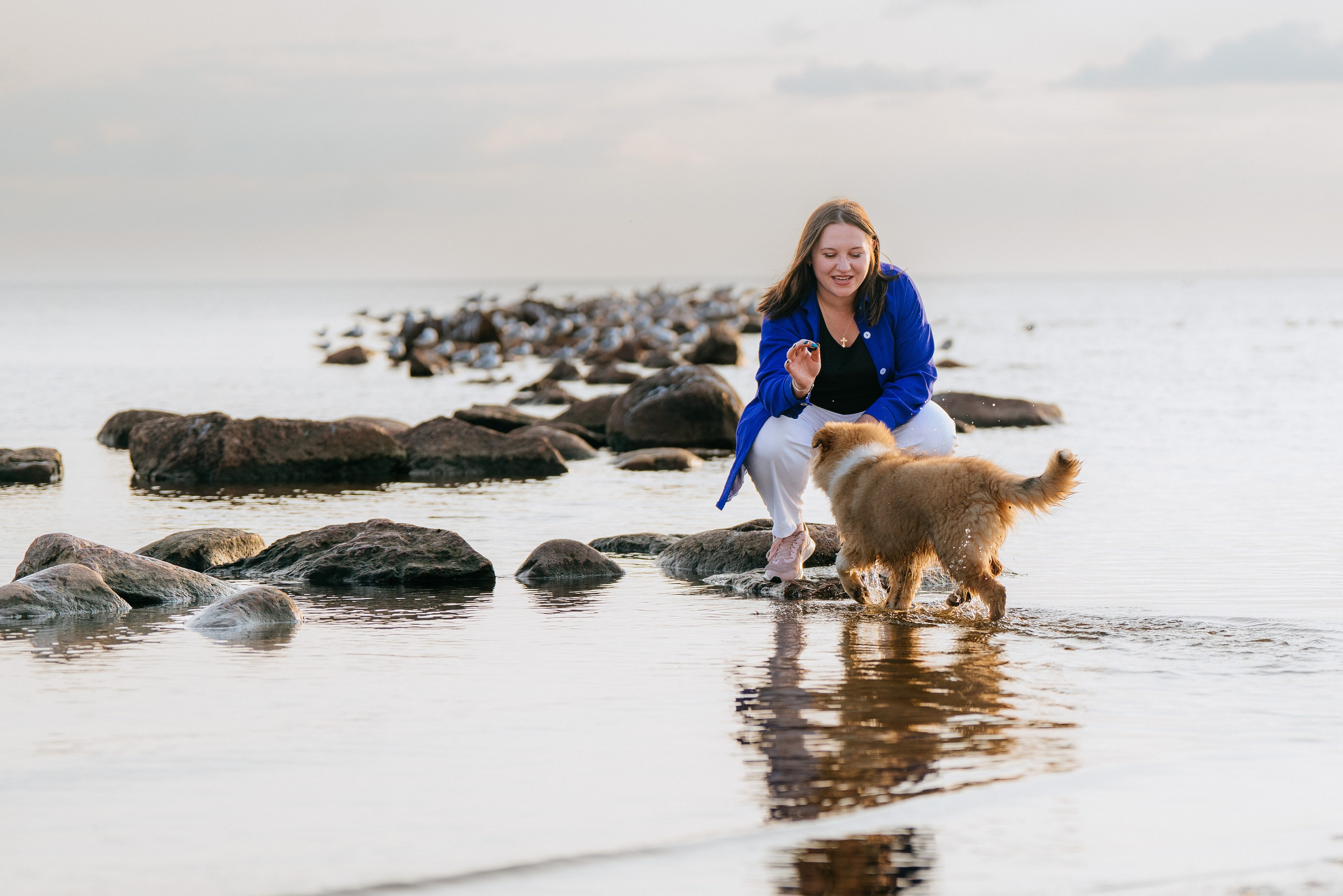 Фотосессия со щенками колли. Фотограф анималист в Спб недорого Олеся Майорова