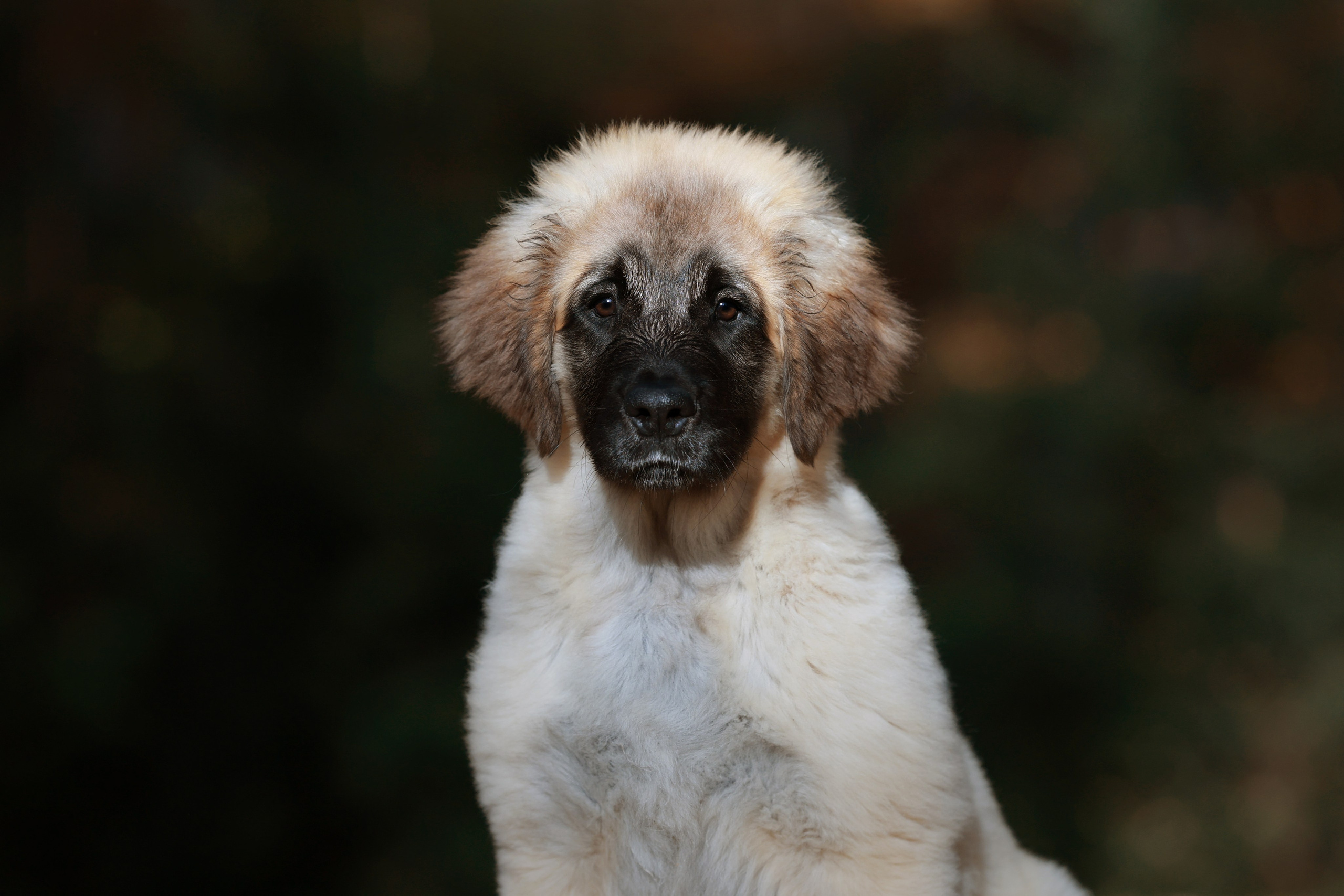 ФОТОСЪЕМКА ЩЕНКОВ НА ДОМУ. ФОТОГРАФ-АНИМАЛИСТ l LANA POLYAKOVA