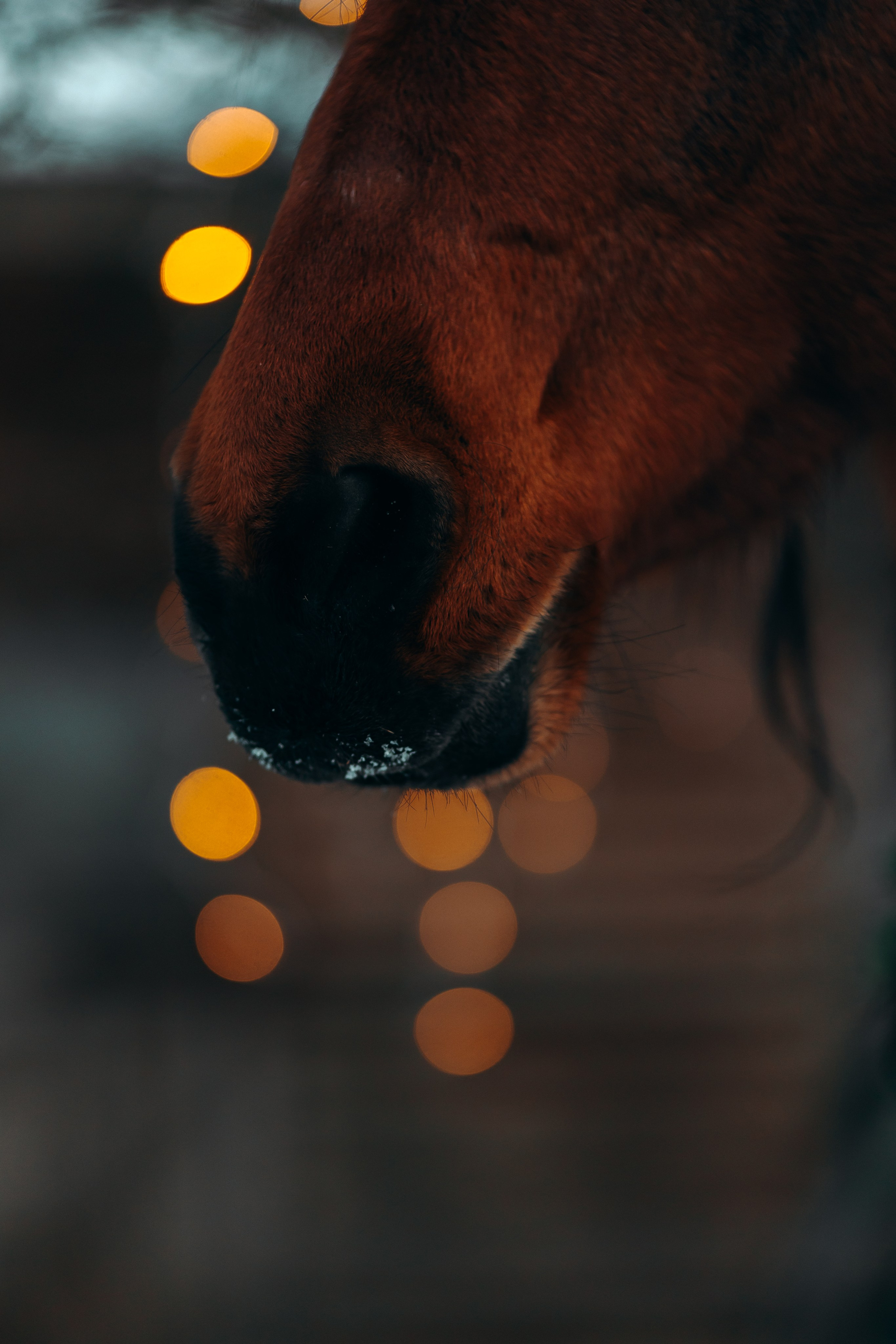 Тариф новогодний 2024. Анна Молчанова конный фотограф в Тюмени | фотосессии с лошадьми Тюмень