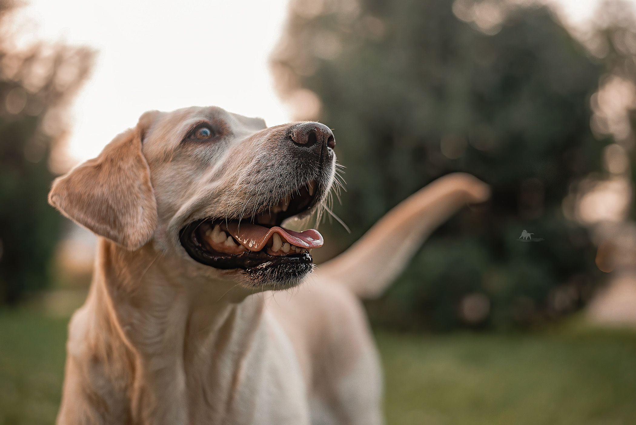 Надя и Джози. Фотограф — анималист Саратов/Москва|Плужникова Юлия
