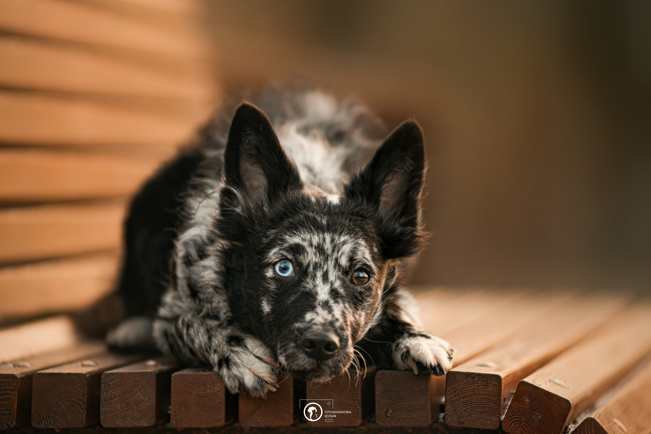 Маши, Эни и Рэй. Фотограф — анималист Саратов/Москва|Плужникова Юлия