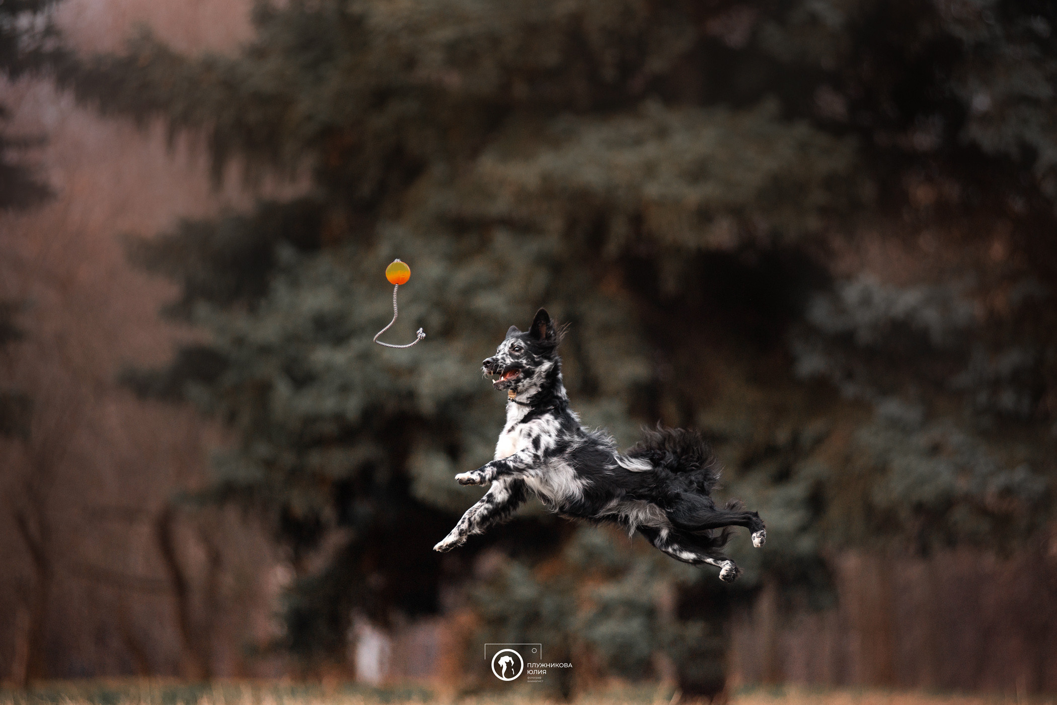 Маши, Эни и Рэй. Фотограф — анималист Саратов/Москва|Плужникова Юлия