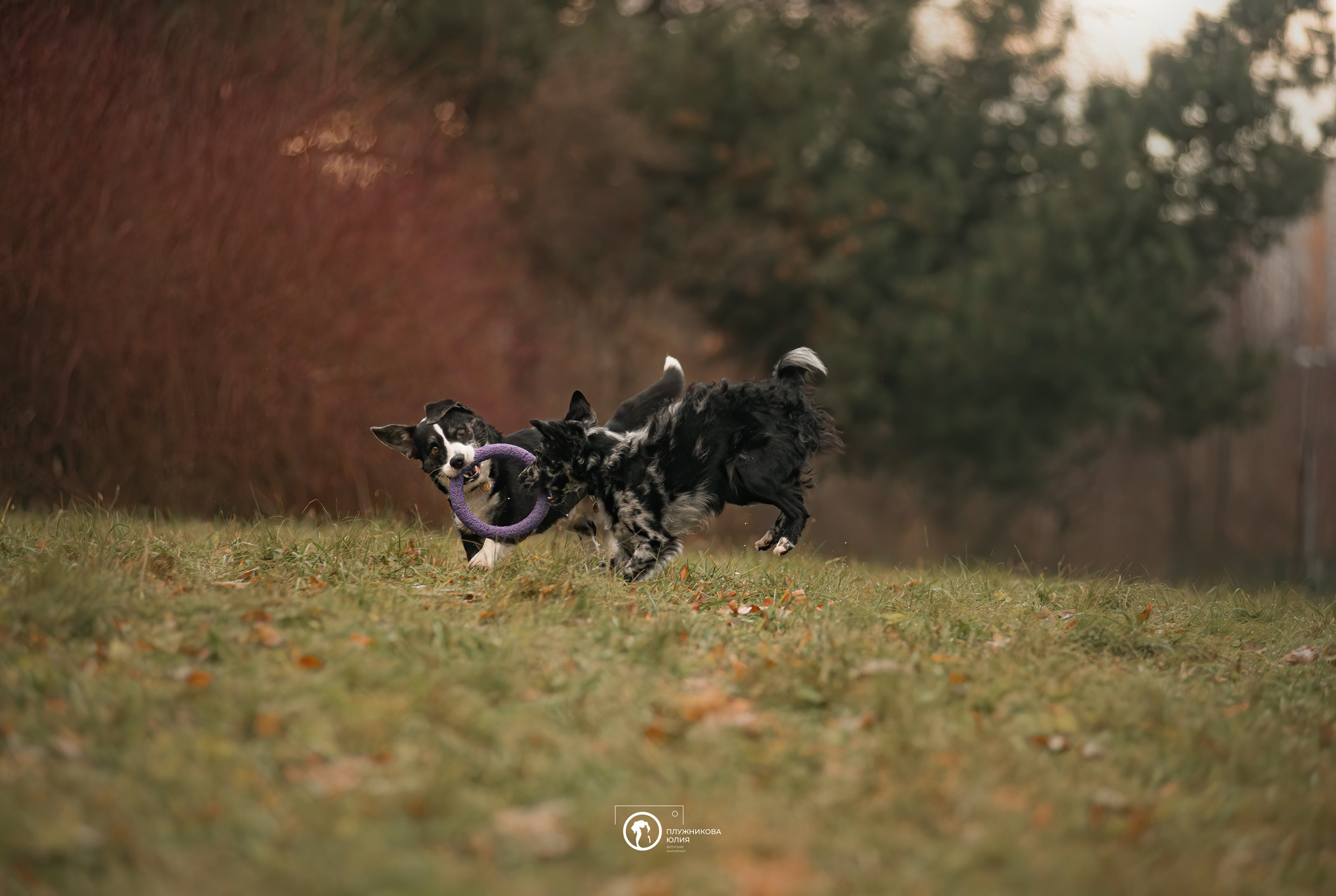 Маши, Эни и Рэй. Фотограф — анималист Саратов/Москва|Плужникова Юлия