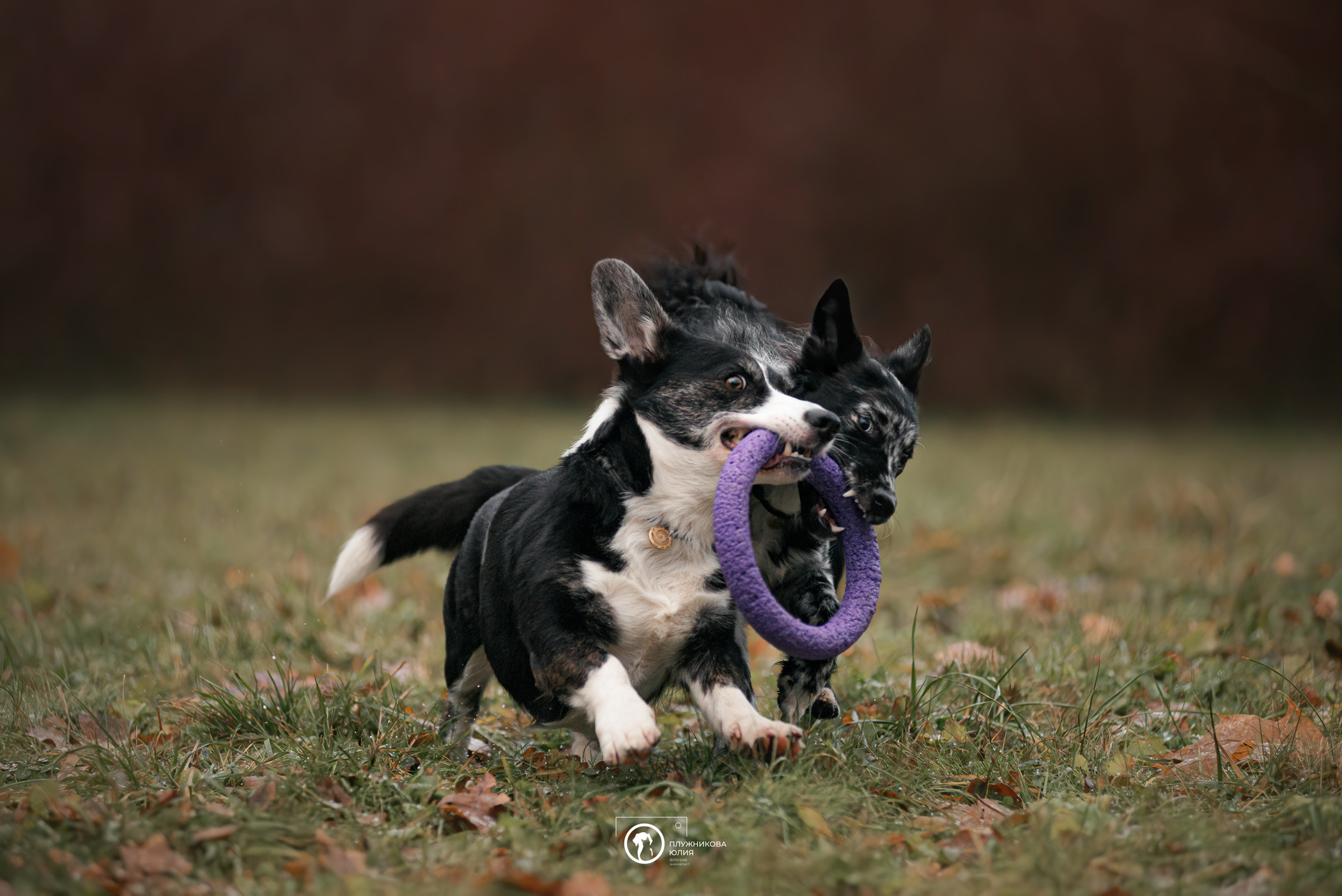 Маши, Эни и Рэй. Фотограф — анималист Саратов/Москва|Плужникова Юлия