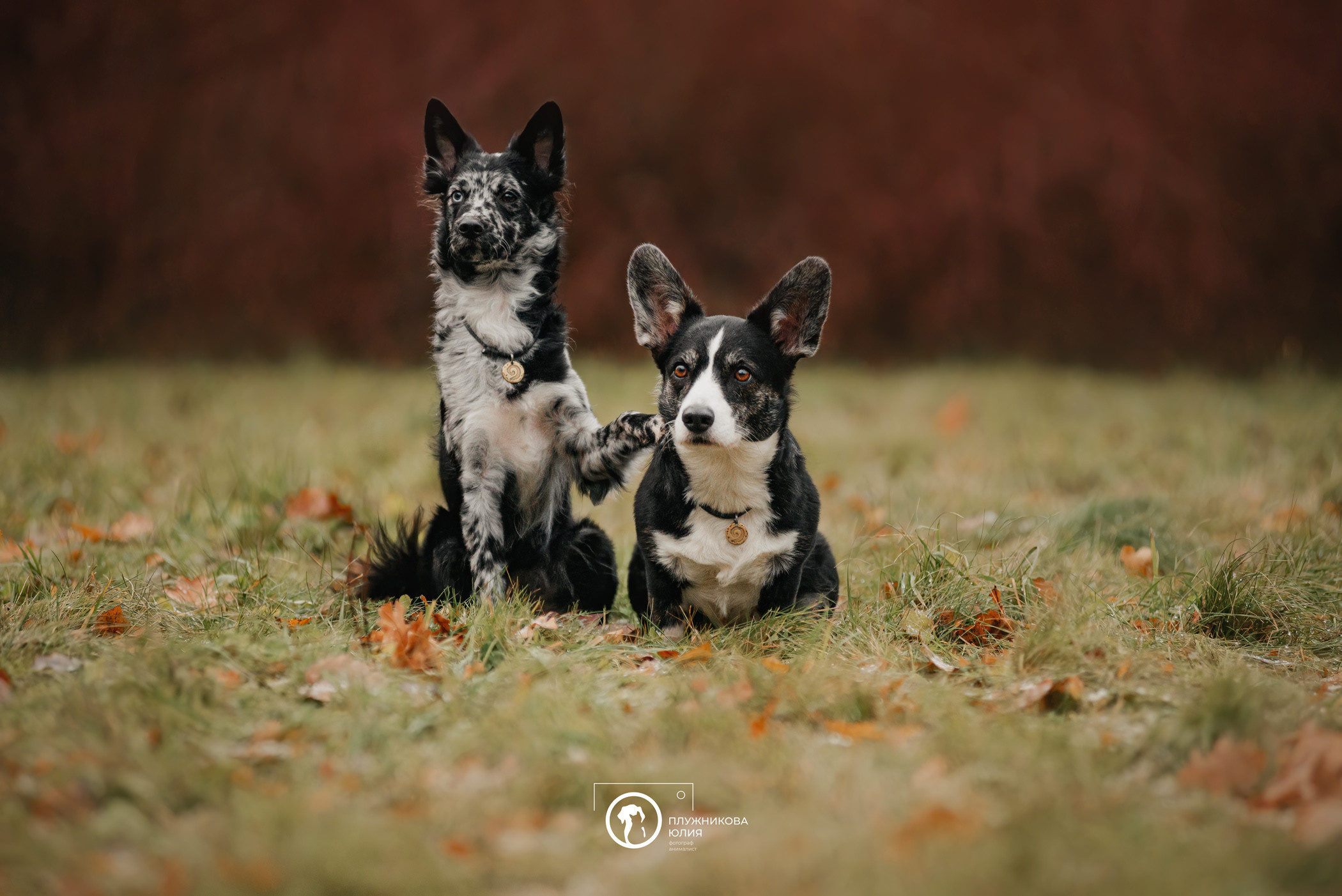 Маши, Эни и Рэй. Фотограф — анималист Саратов/Москва|Плужникова Юлия