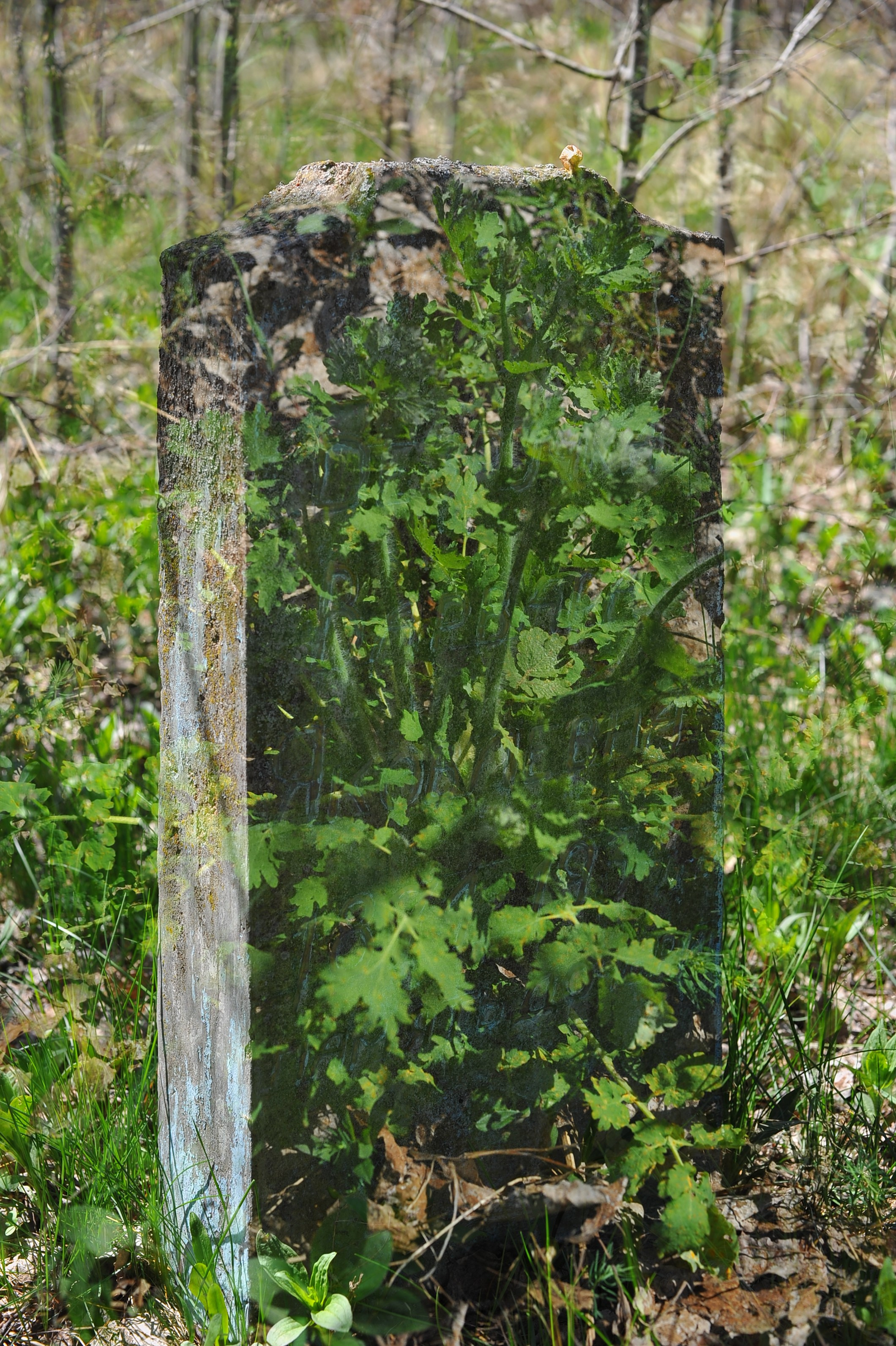 MEMENTO VITAE. Anastasia Segrenyova photography