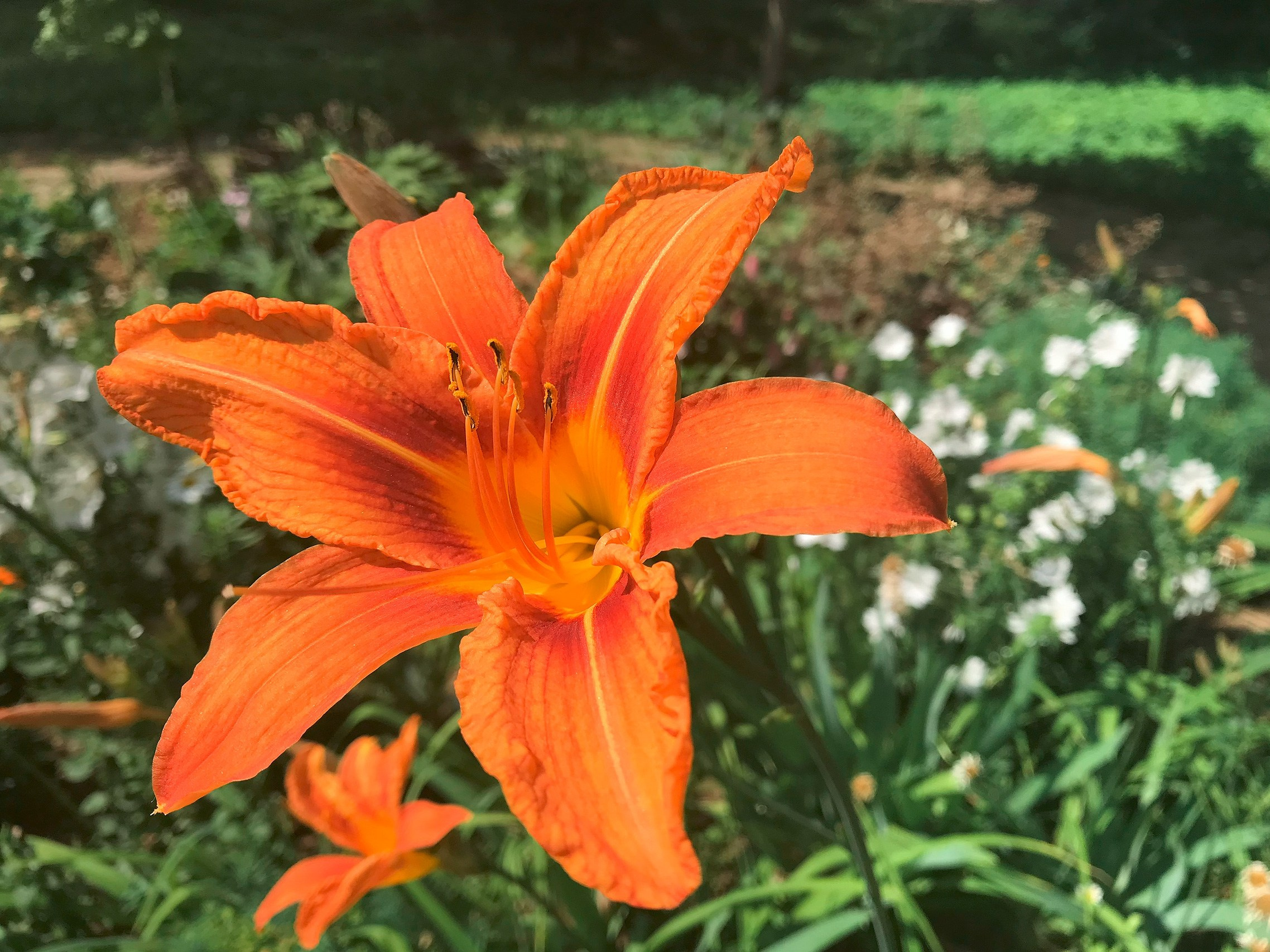 Человеку нужен Человек. Аmat Victoria Сuram