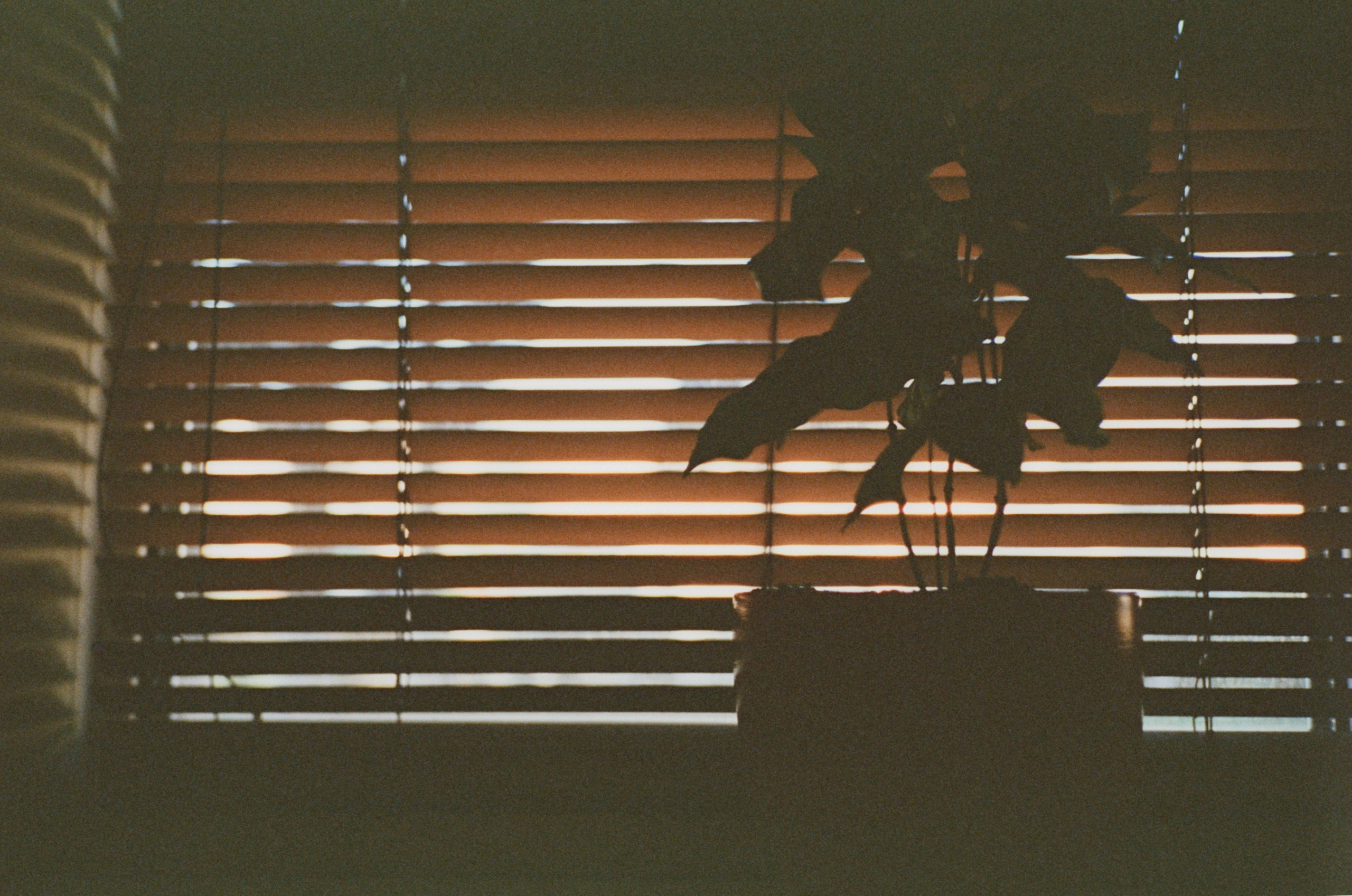 Автор: Степан Завизион