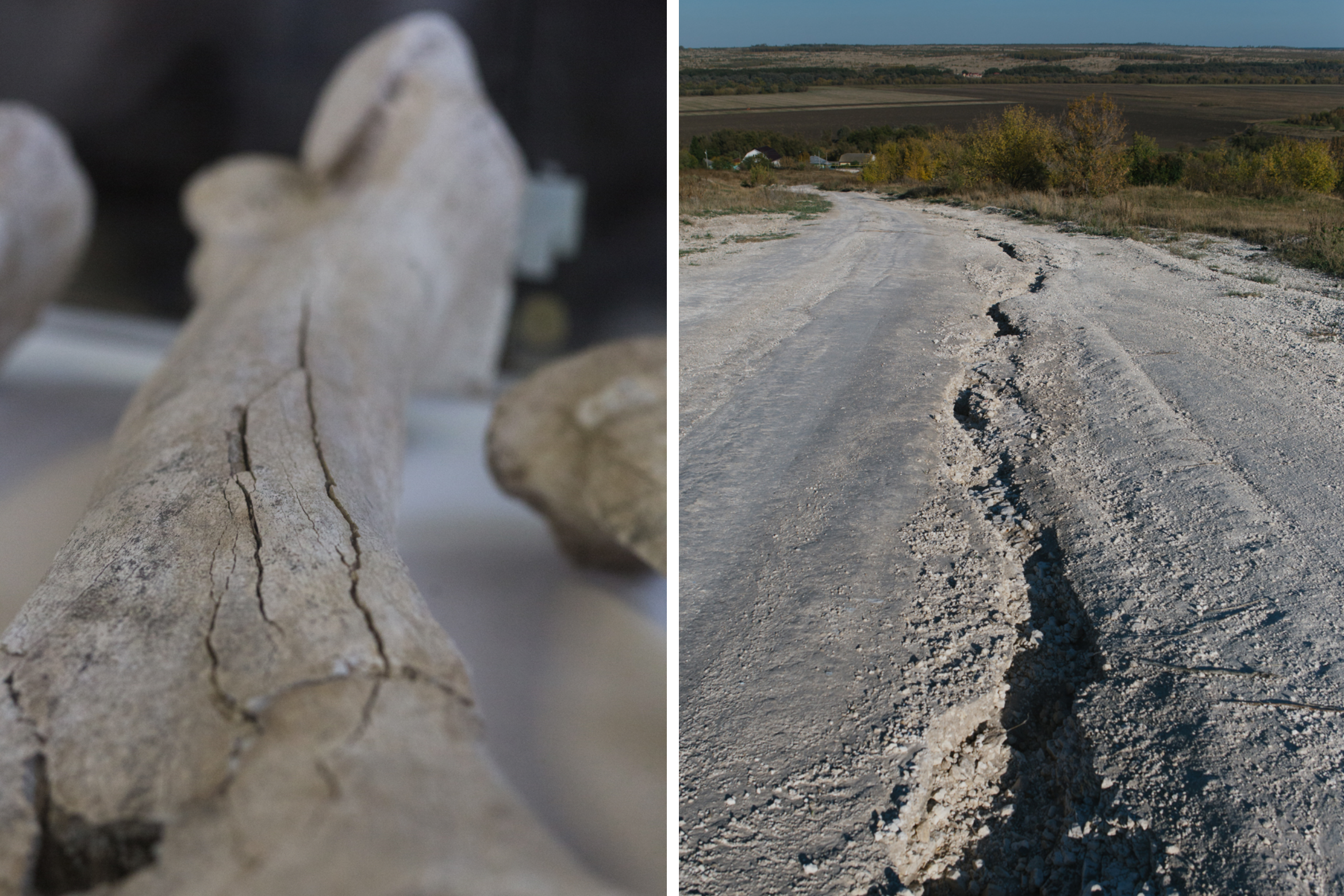 Мамонт в погребе. Фотограф Ольга Кардашова