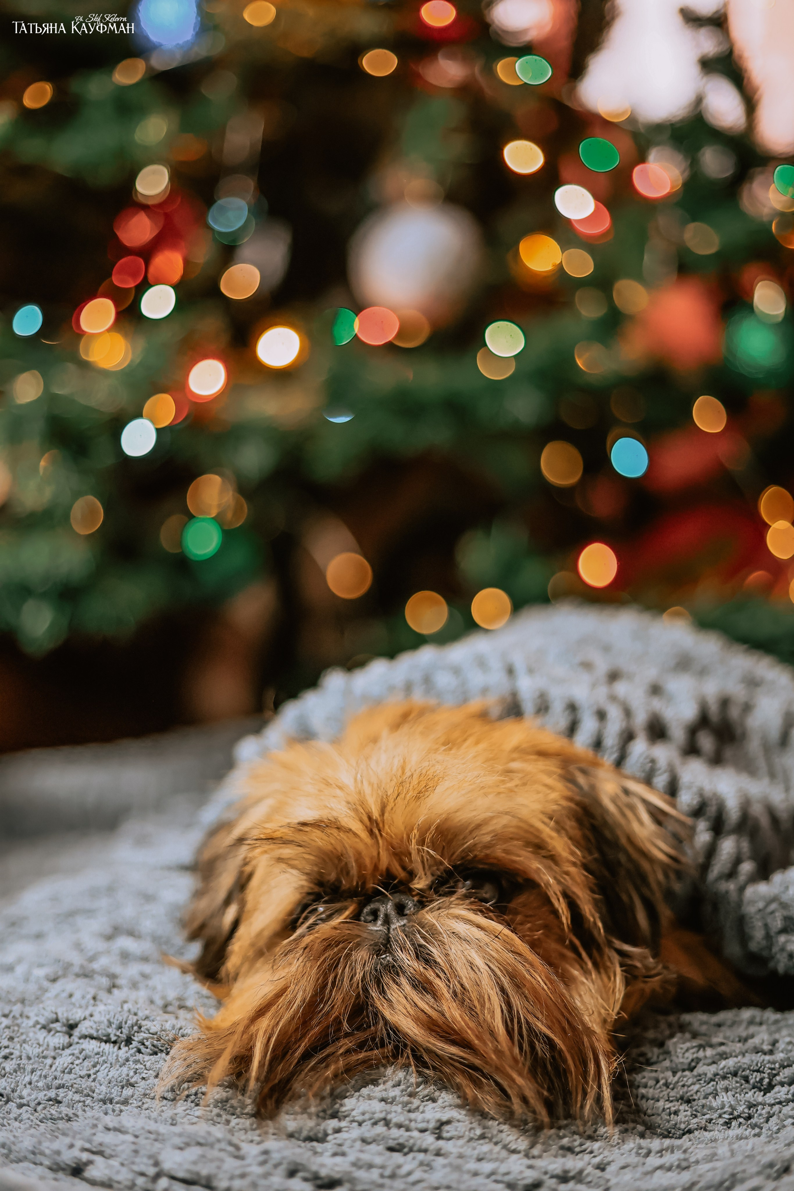 Брюссельский гриффон, фотография гриффон, красивая собака, фотограф анималист, фотокурс Анималистика, научиться фотографировать собак, фотограф Новосибирск