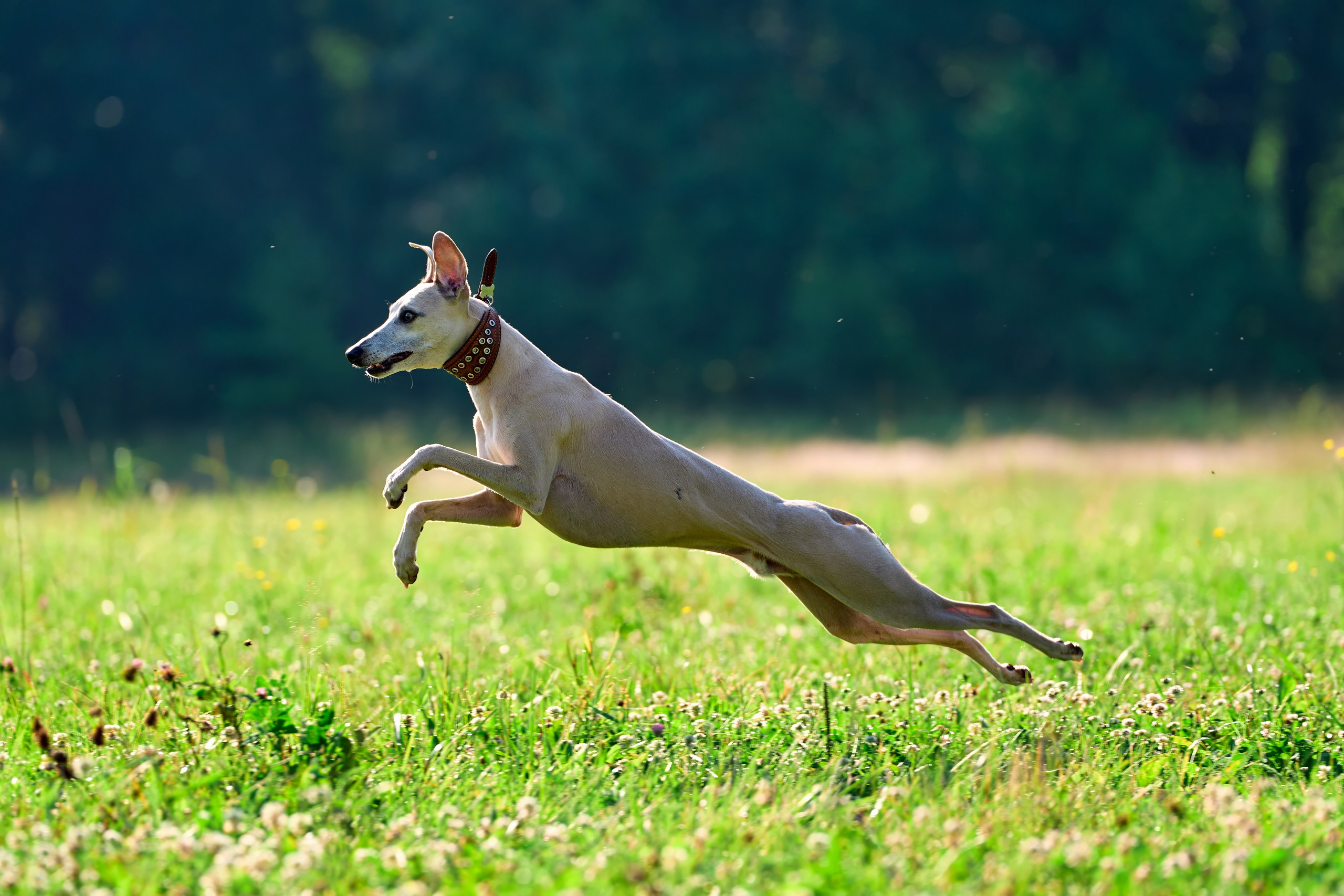 Тренировка по курсингу Донино. Фотограф-анималист Михаил Манухин