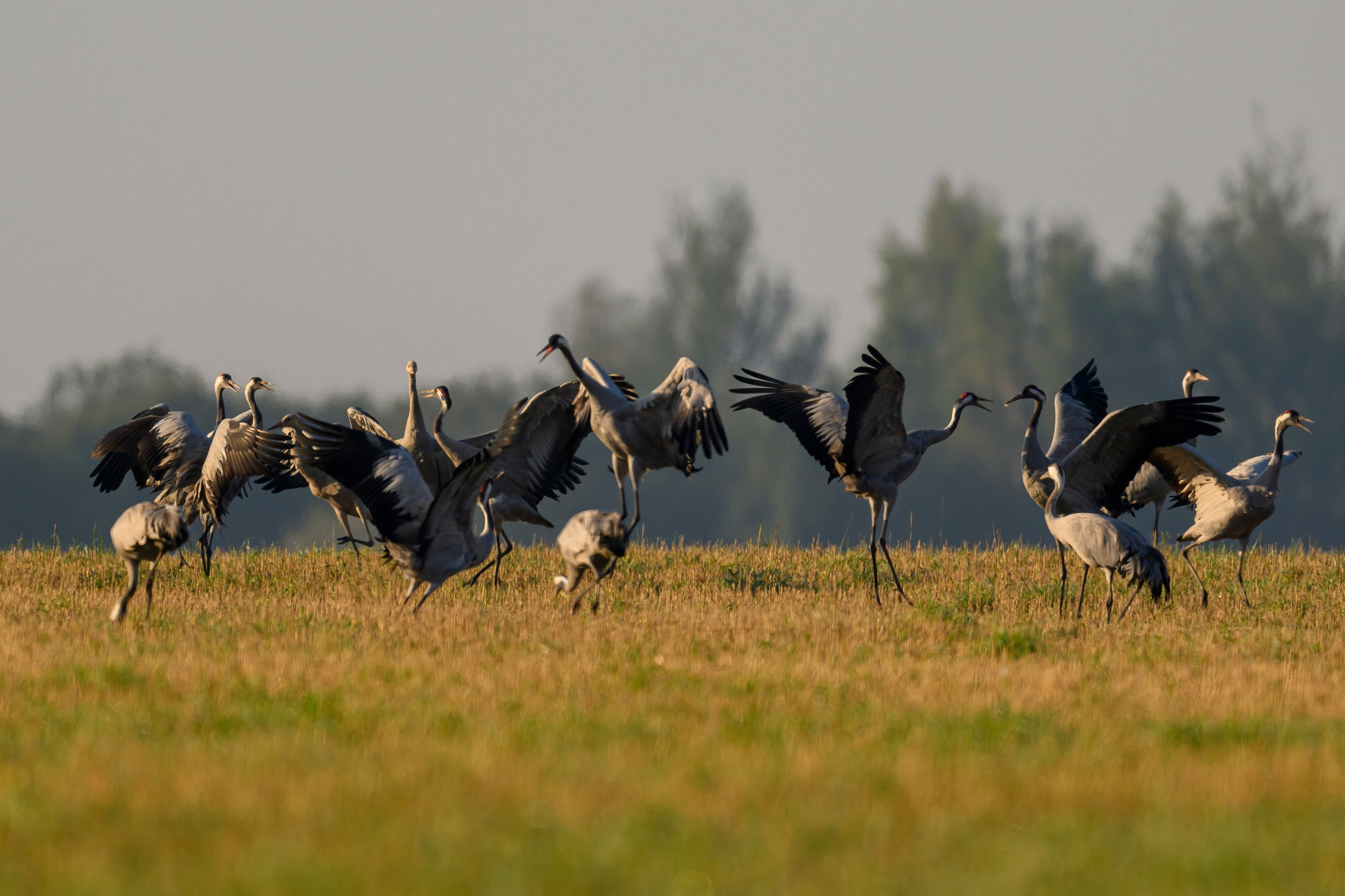 Танцы журавлей. Dances of the Cranes. Фотограф Сергей Пупонин