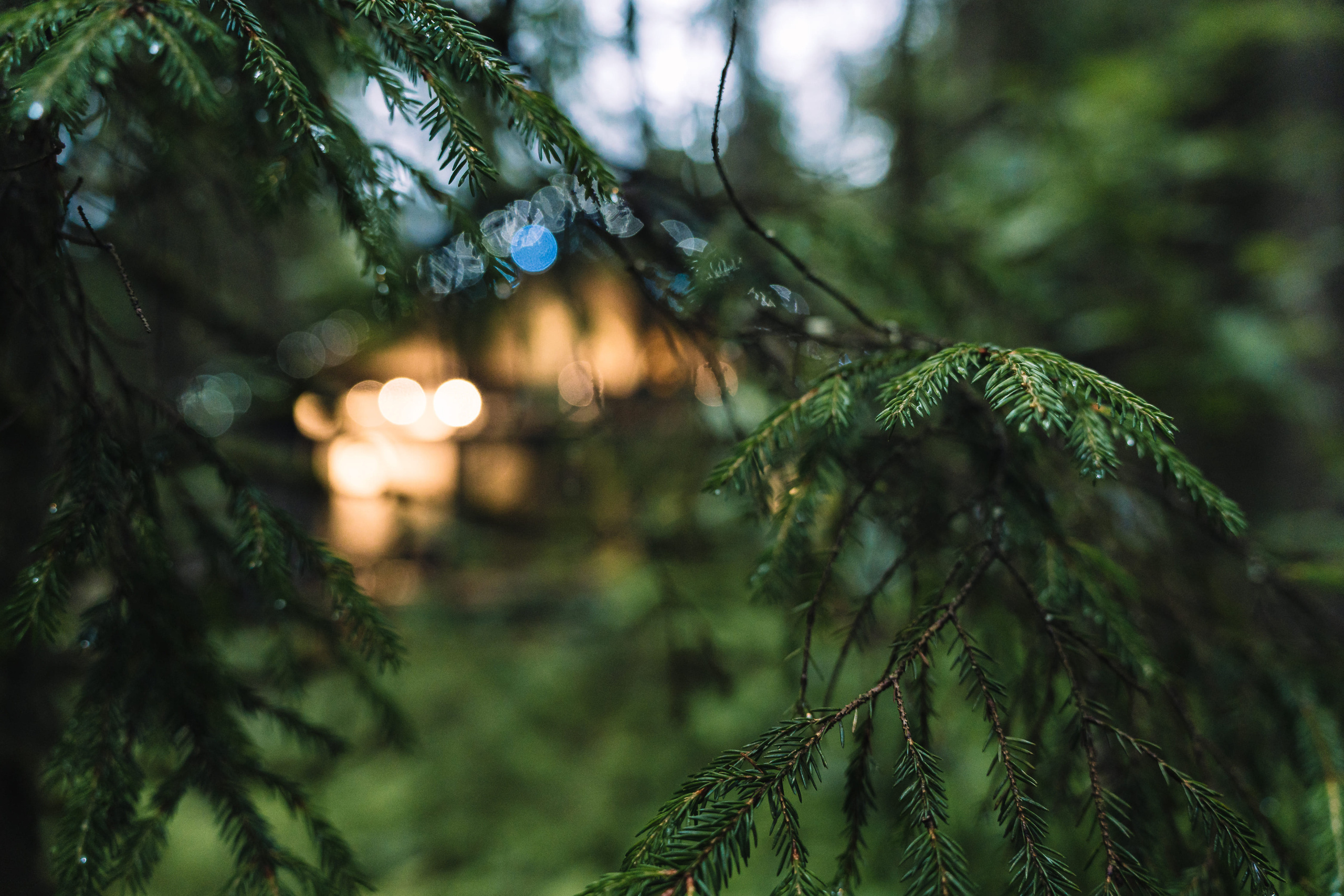 Дом в лесу. Святослав Буньков | фотограф