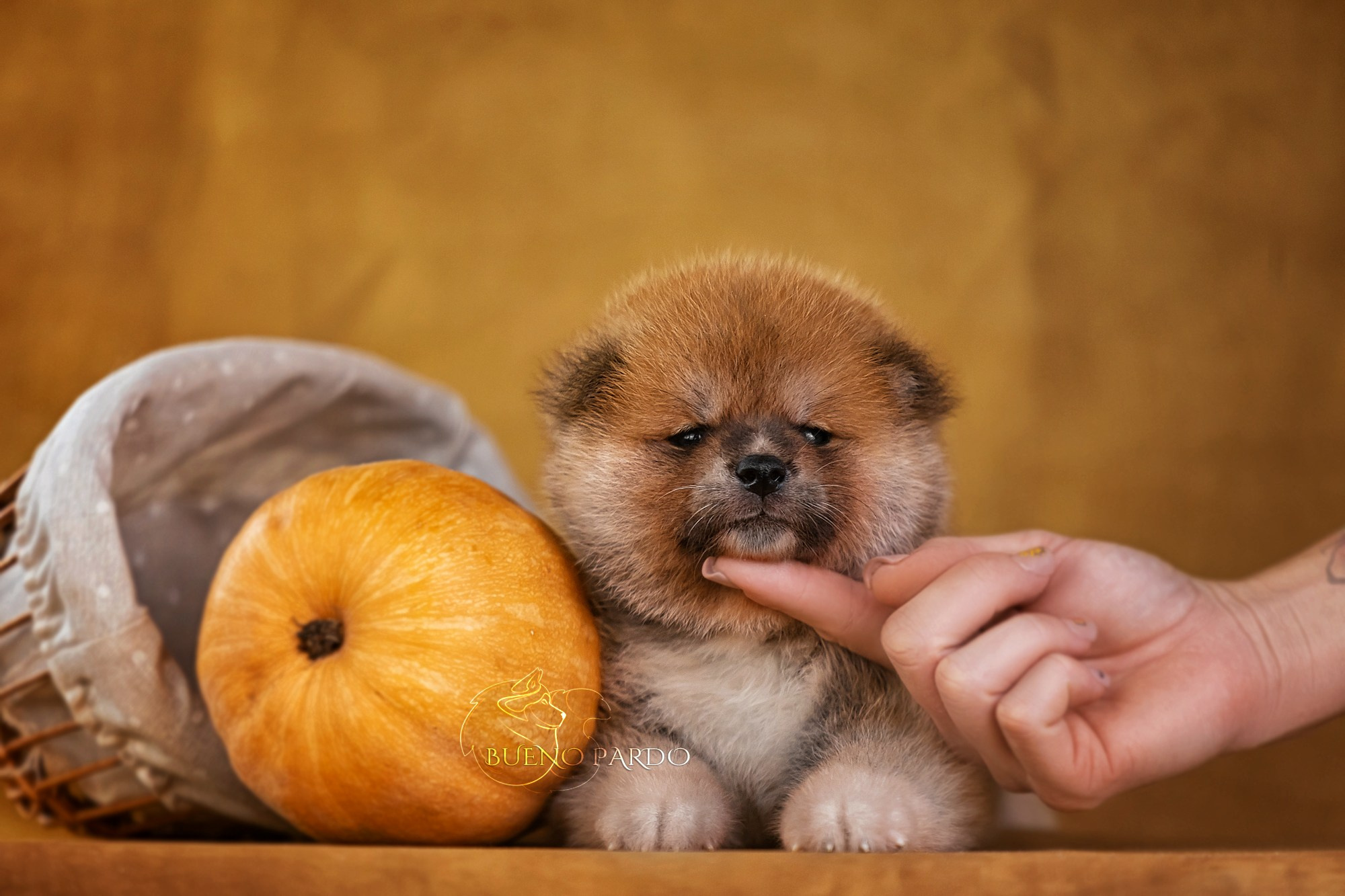 Щенки японской акита ину из питомника. Питомник собак Акита, Хаски, Корги