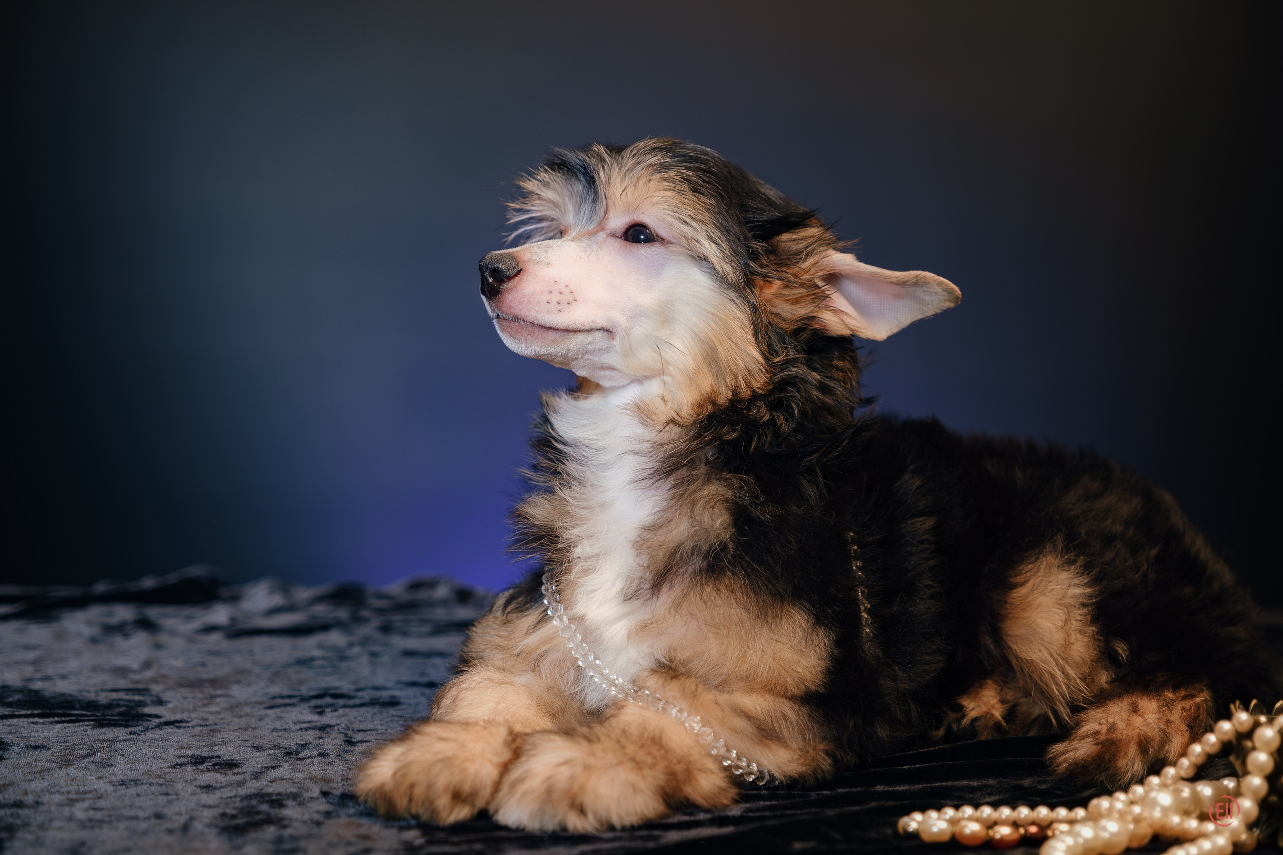 First photo session of the litter “F” of the Laisan Island kennel. Chinese Crested Dog Kennel Poale Ell