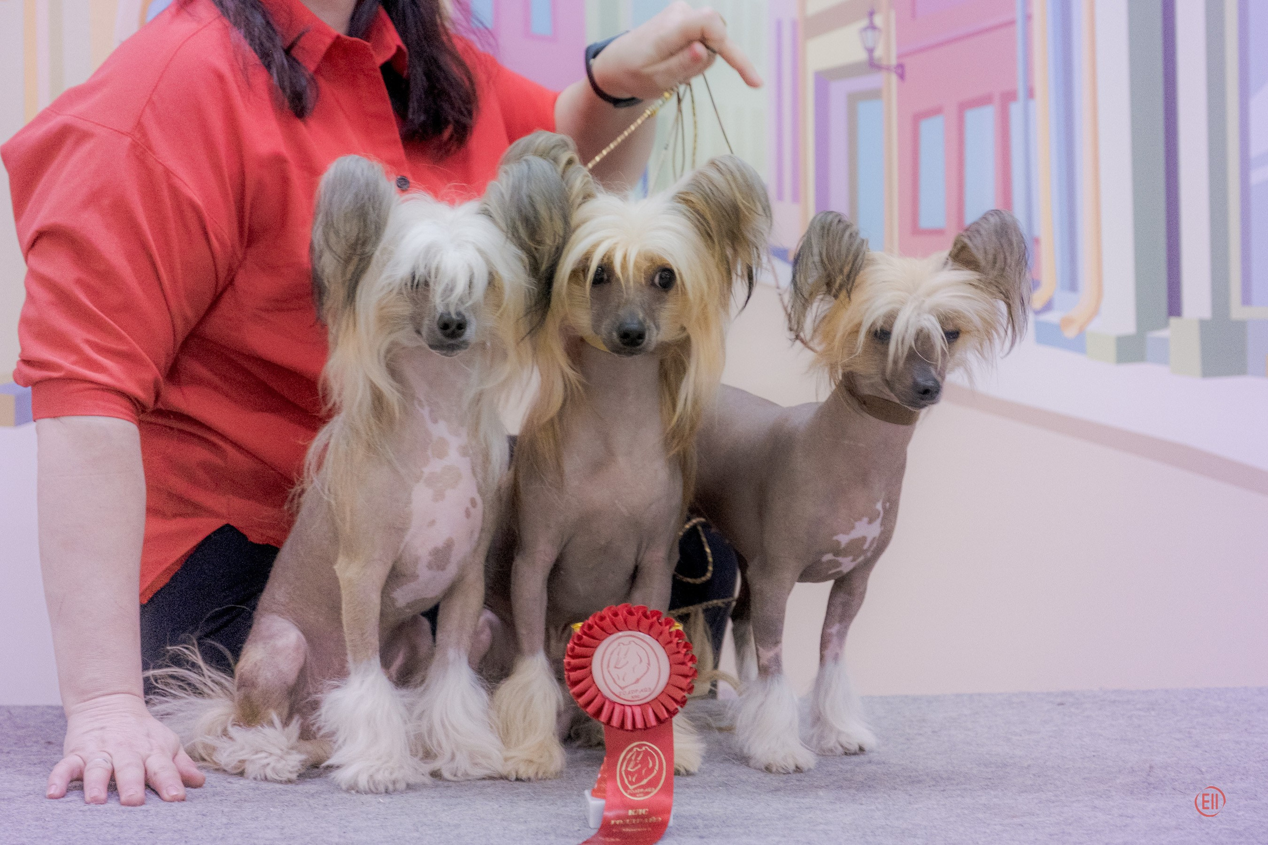 Poale Ell Clare — Junior Champion of Russia. Chinese Crested Dog Kennel Poale Ell