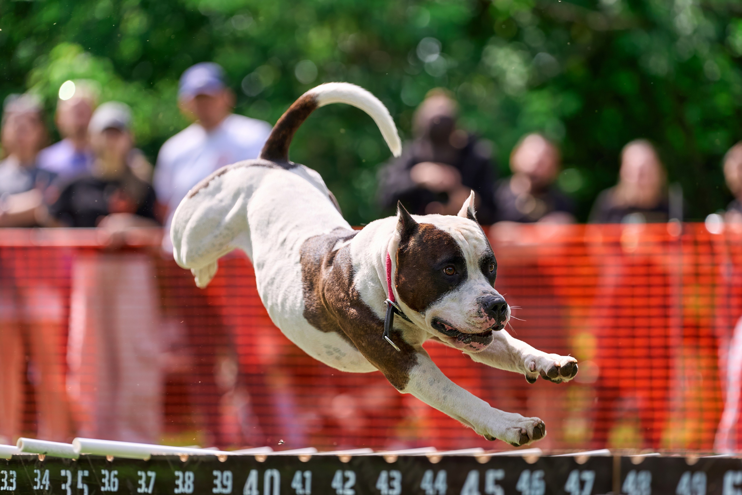 Двухдневные соревнования «Jump'n'Gym Fest — 2024». Фотограф-анималист Михаил Манухин