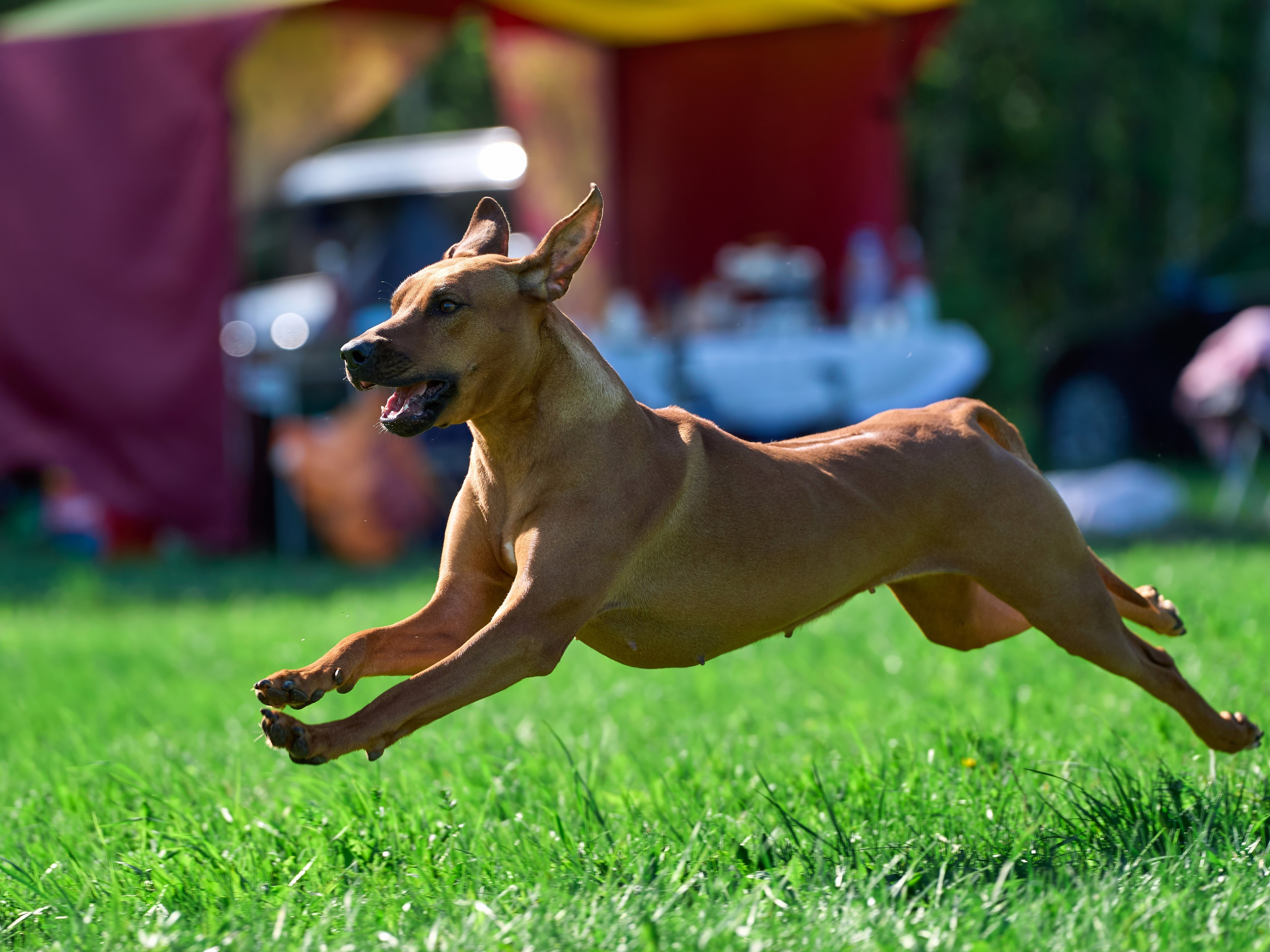 Тренировка по курсингу Донино. Фотограф-анималист Михаил Манухин
