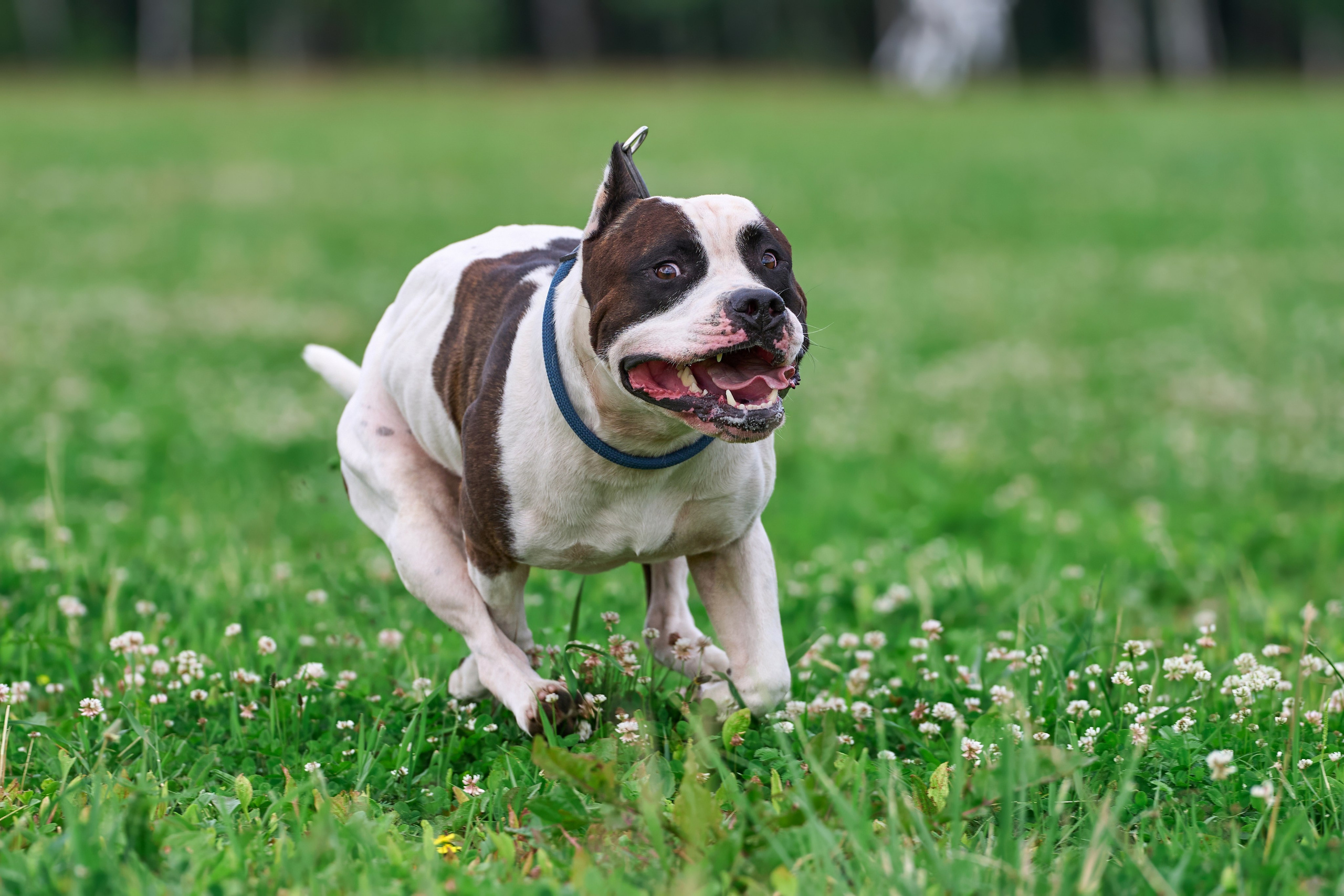 Тренировка по курсингу в Донино. Фотограф-анималист Михаил Манухин