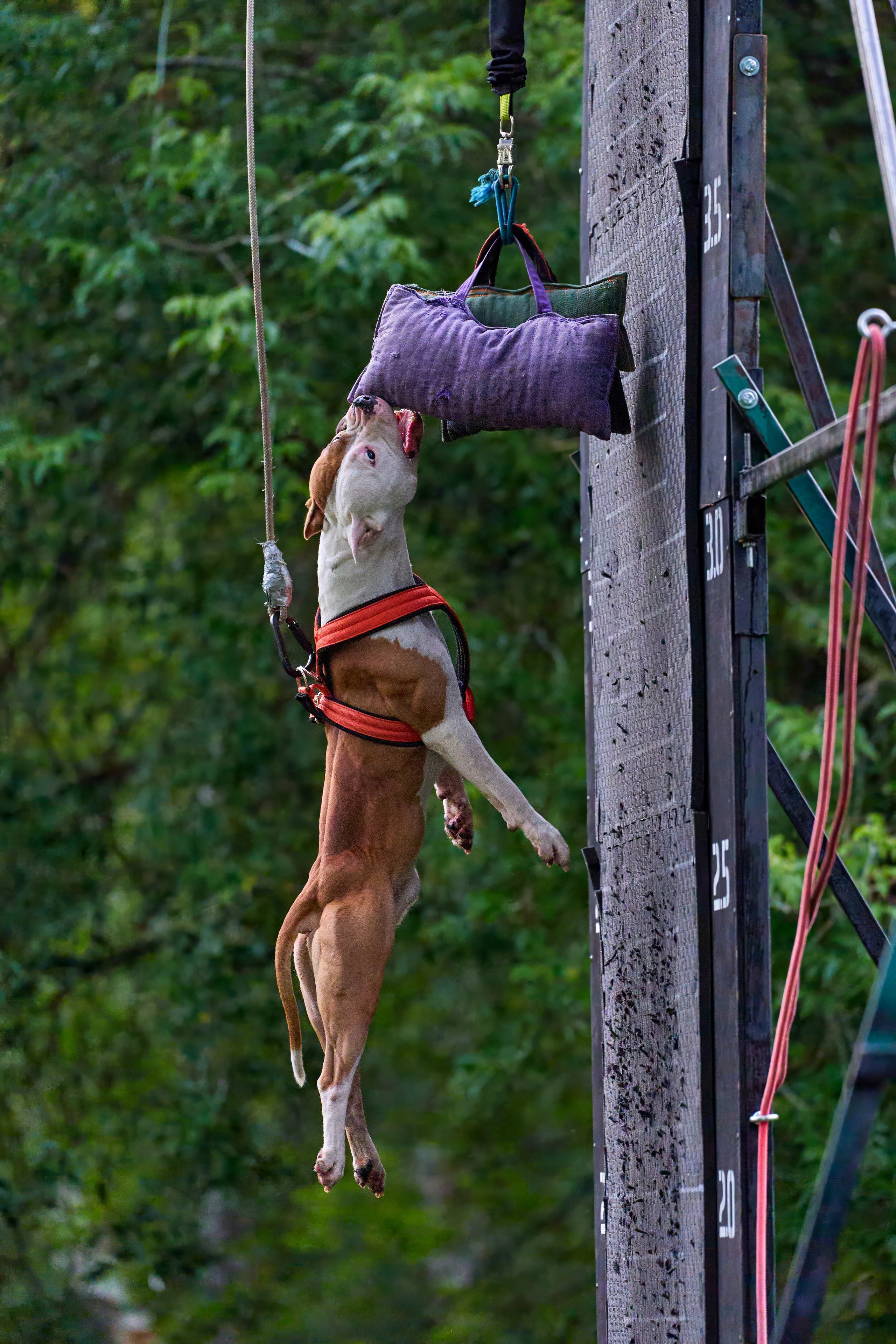 Jump'n'Gym JUMP! — 2024. Фотограф-анималист Михаил Манухин