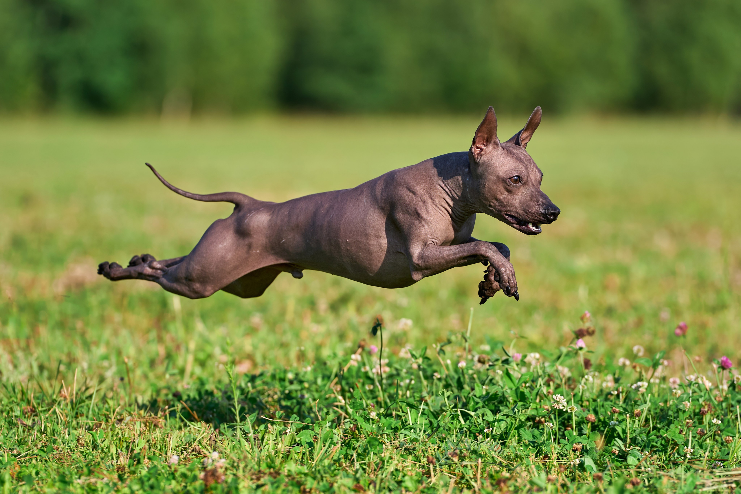 Тренировка в Донино. Фотограф-анималист Михаил Манухин