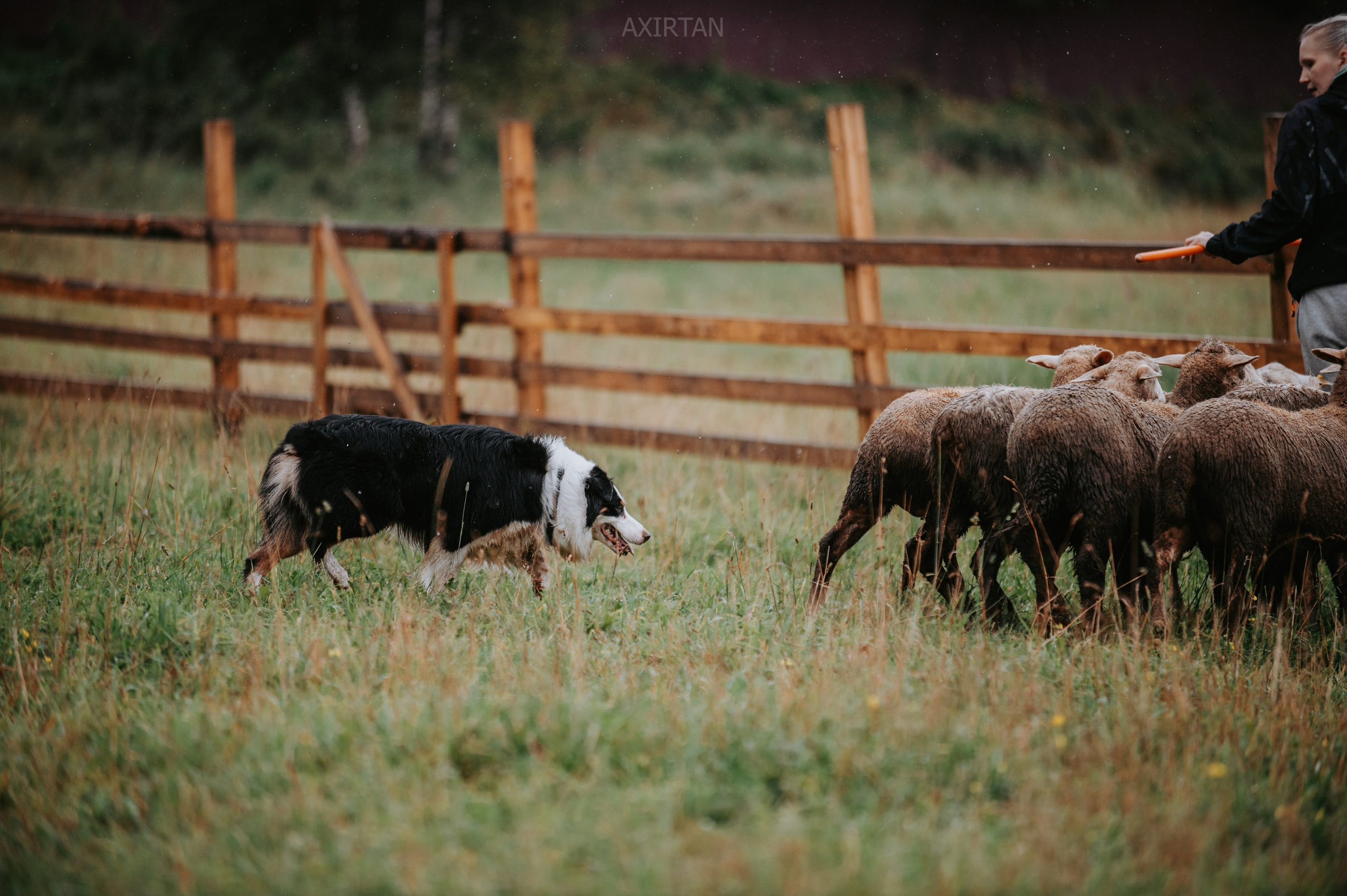 Гелий. BLGKV питомник собак