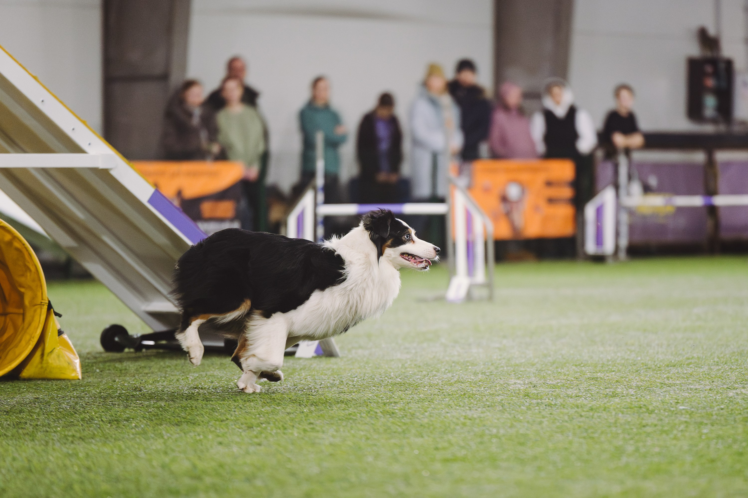 Гелий. BLGKV питомник собак