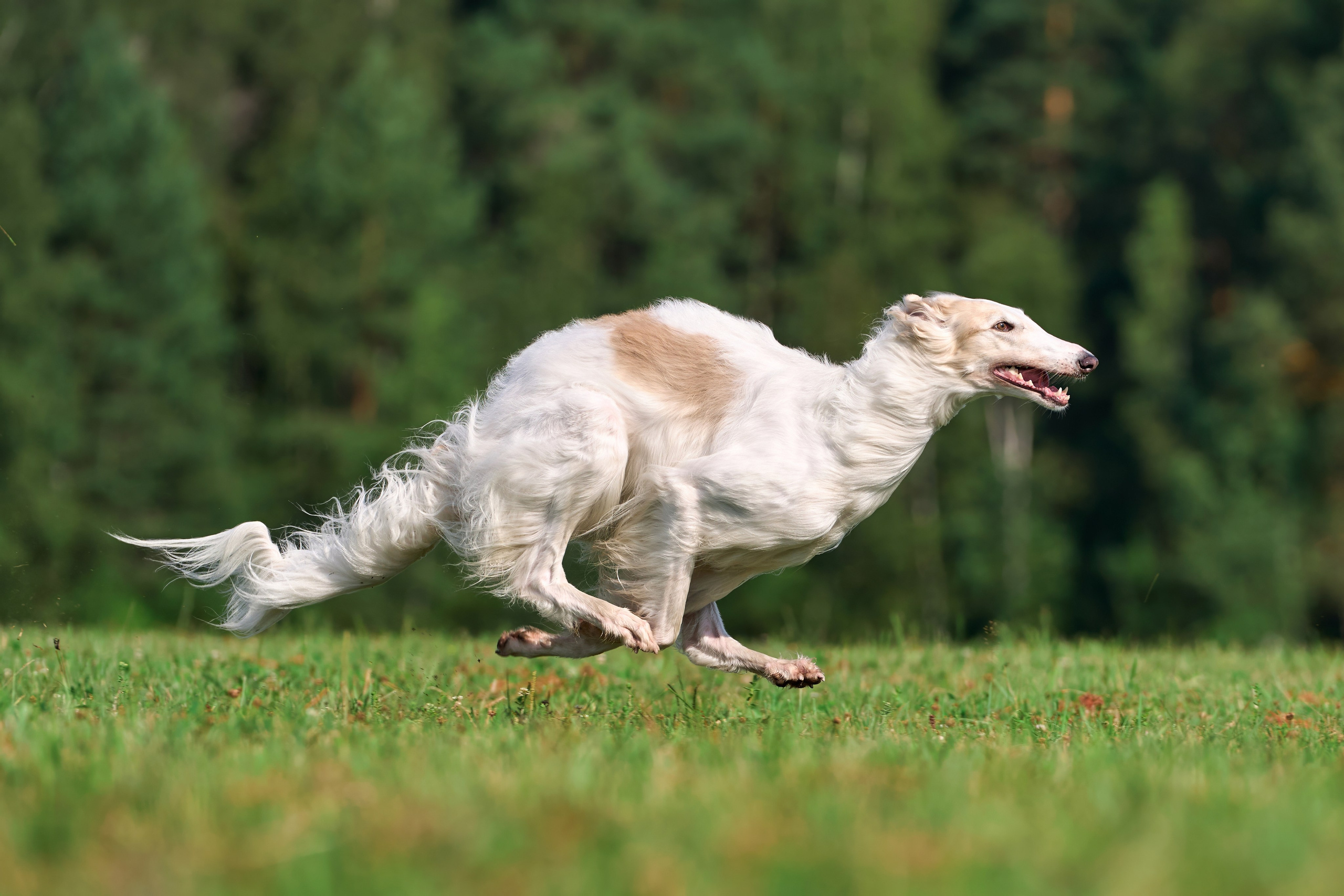 Тренировка в Донино. Фотограф-анималист Михаил Манухин