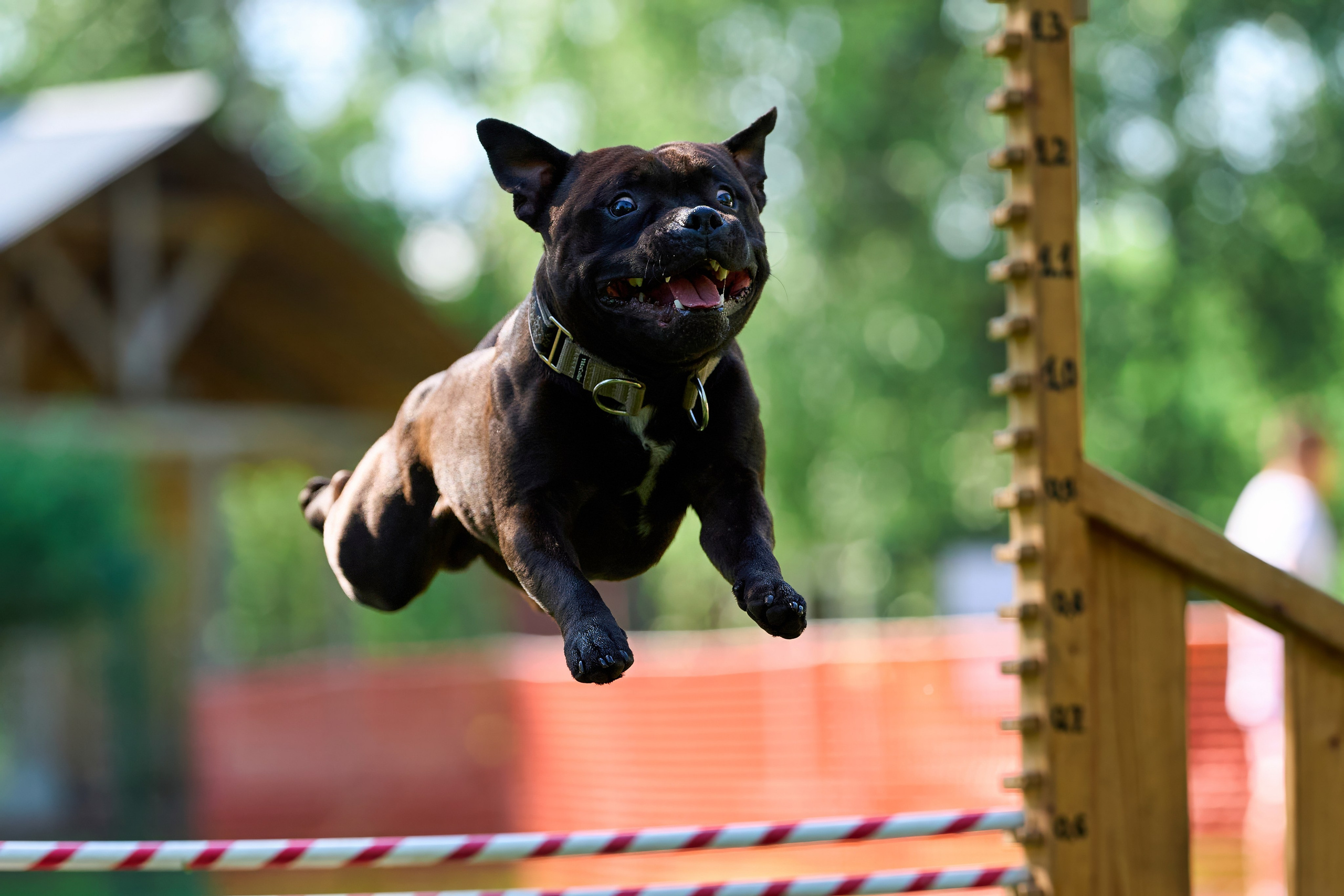 Двухдневные соревнования «Jump'n'Gym Fest — 2024». Фотограф-анималист Михаил Манухин