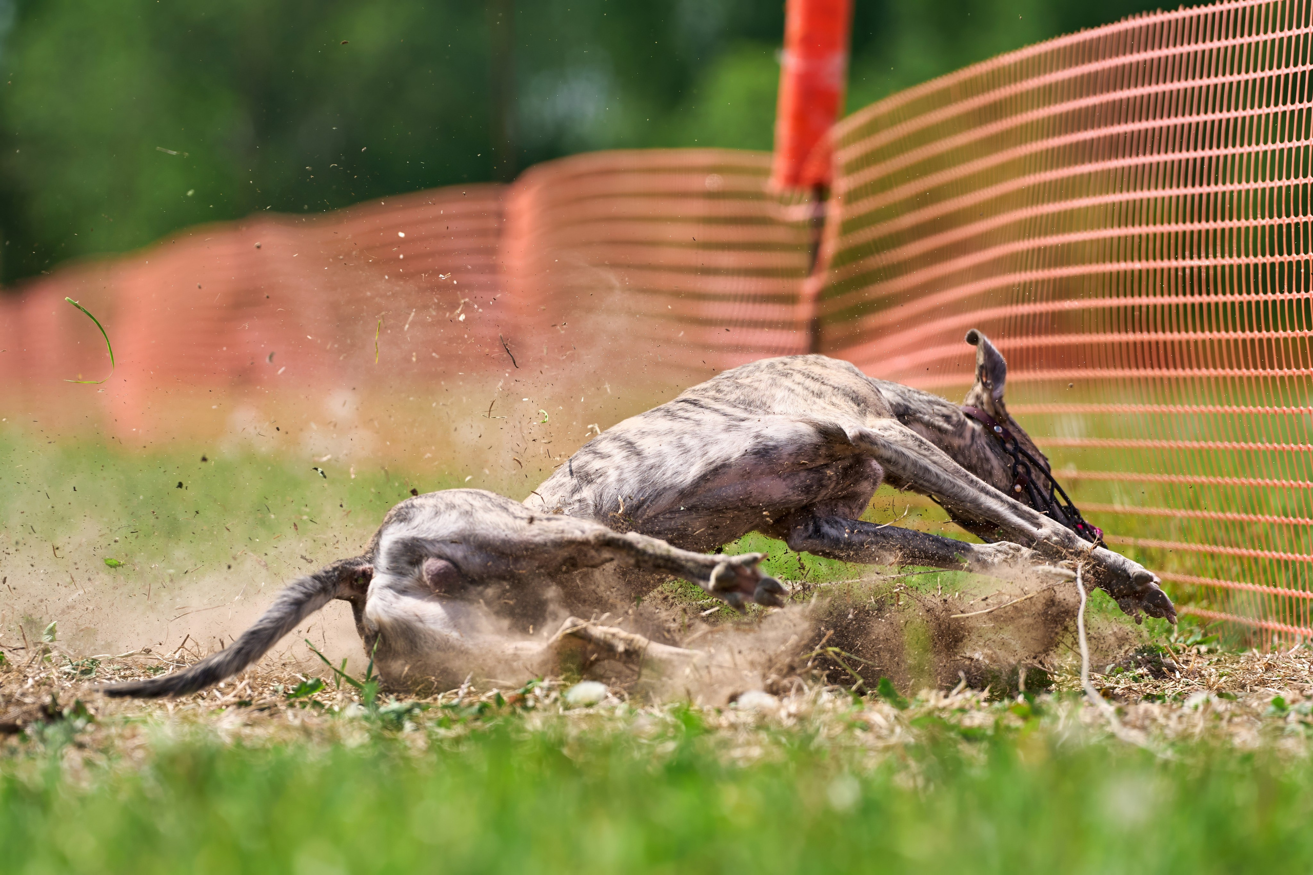 Квалификация по рейсингу. РАЛББ и Курсинг на Ярославке. Фотограф-анималист Михаил Манухин