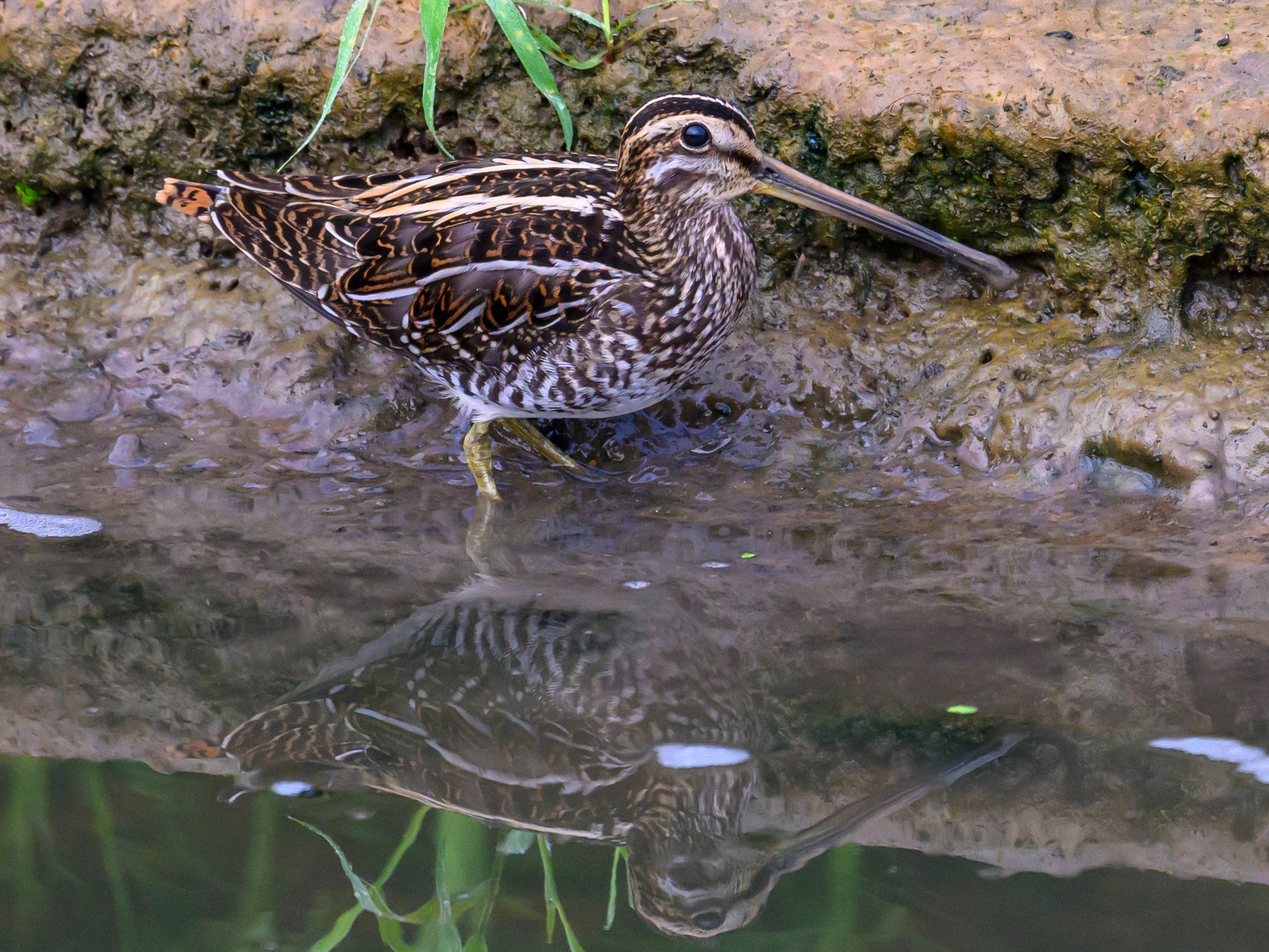 Фифи и бекасы | Woodcocks and snipes. Фотограф Сергей Пупонин