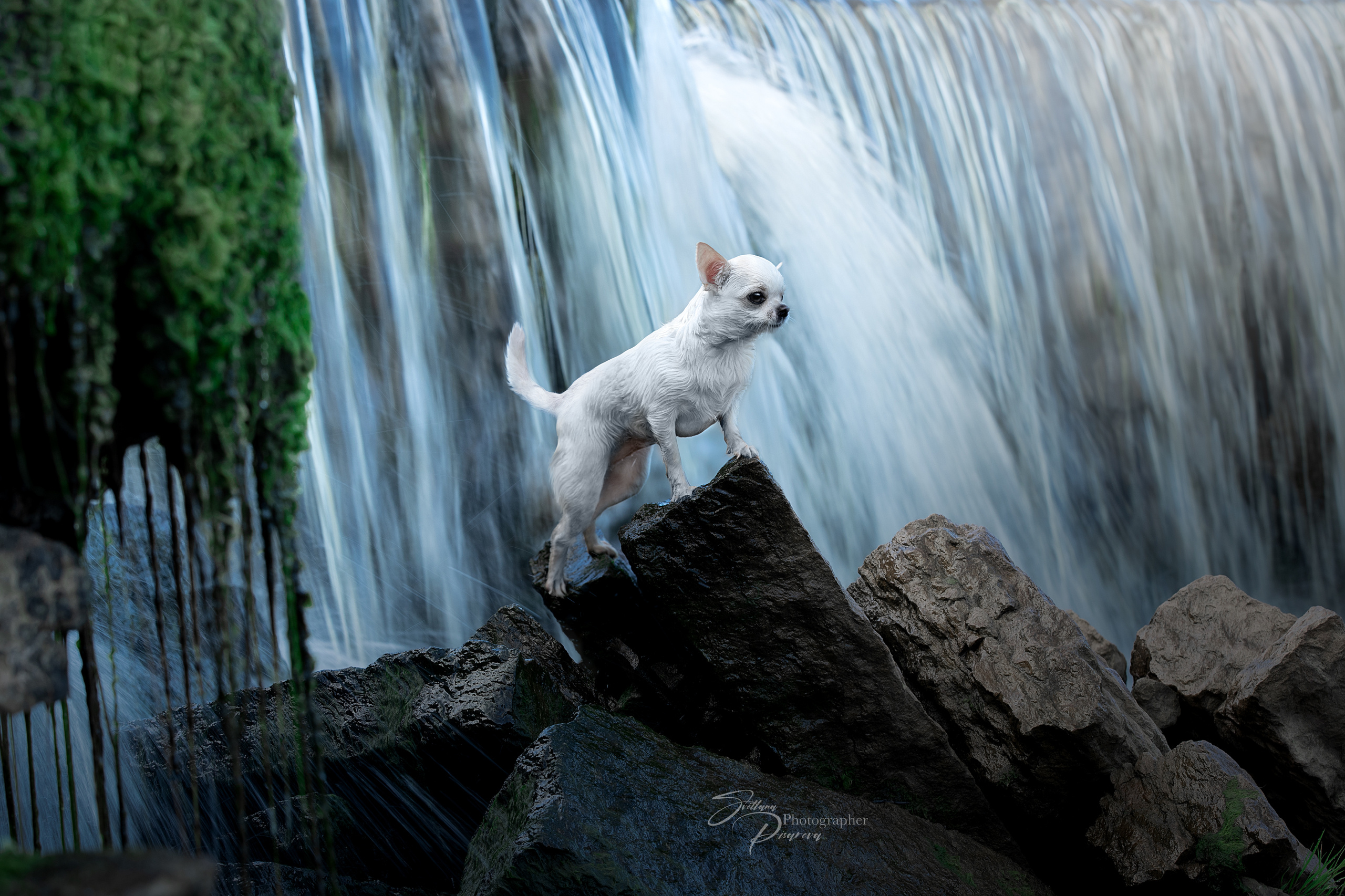 Фотограф анималист в Санкт-Петербурге Светлана Писарева