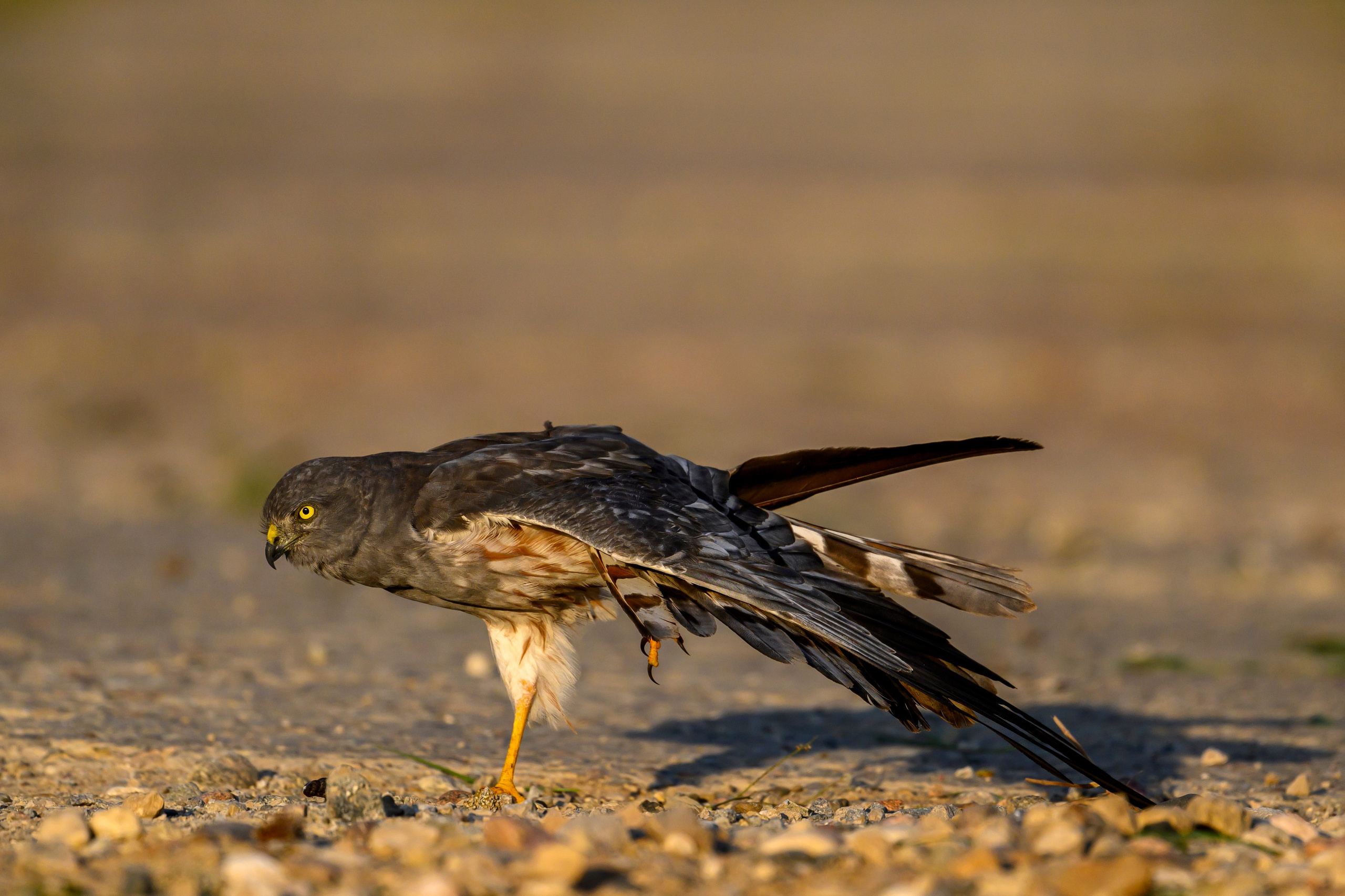 Лунь и коршуны. Harrier and Kites. Wildlife photography by Sergey Puponin
