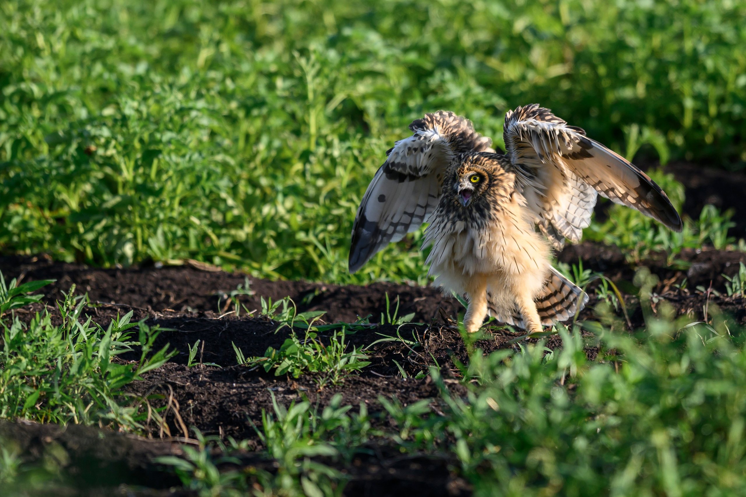 Совята завтракают. The owlets are having breakfast. Wildlife photography by Sergey Puponin