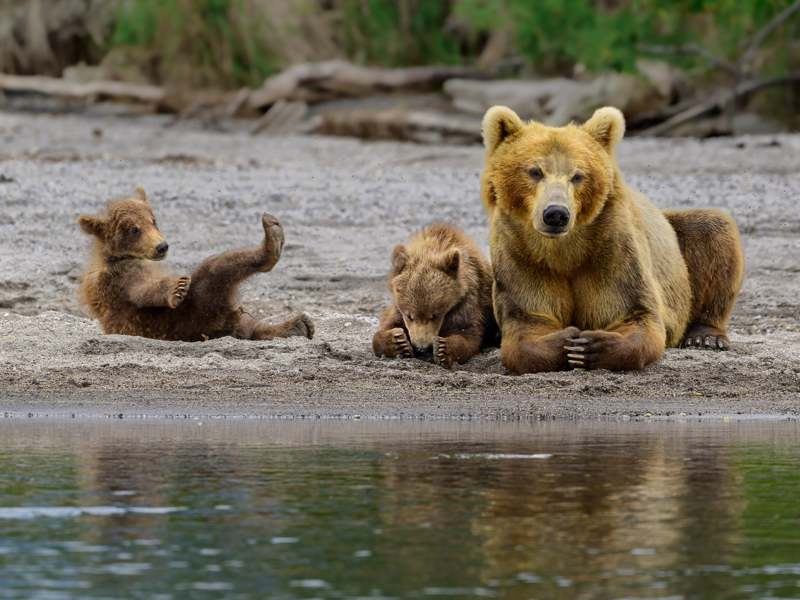 Анималистика. Фотограф Сергей Пупонин