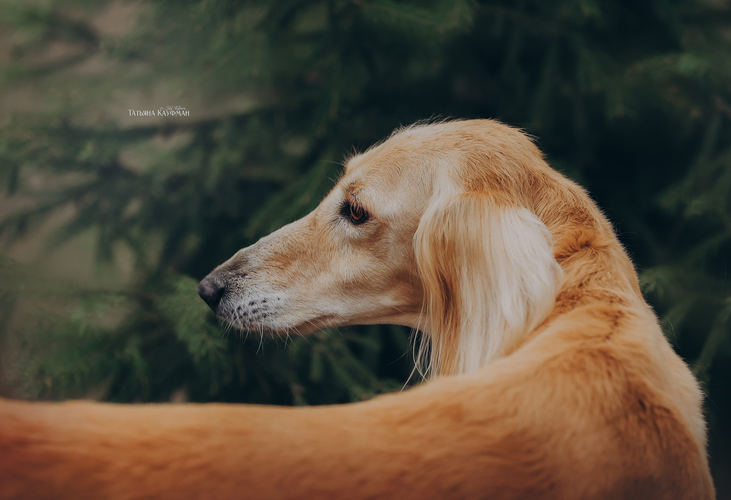 Фотограф Анималист из Новосибирска Татьяна Кауфман