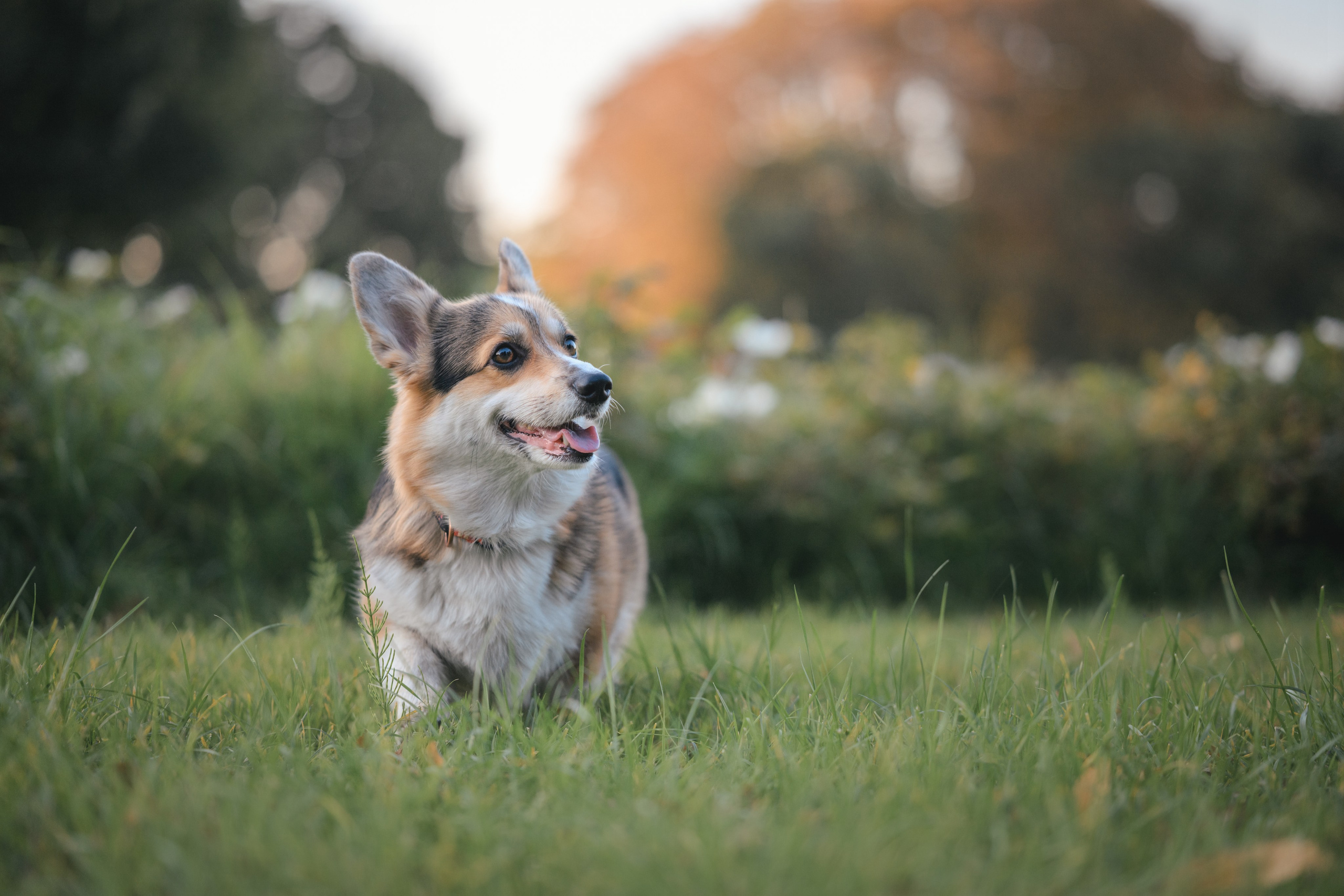 Фотограф Анималист в Москве Анастасия Жучкова