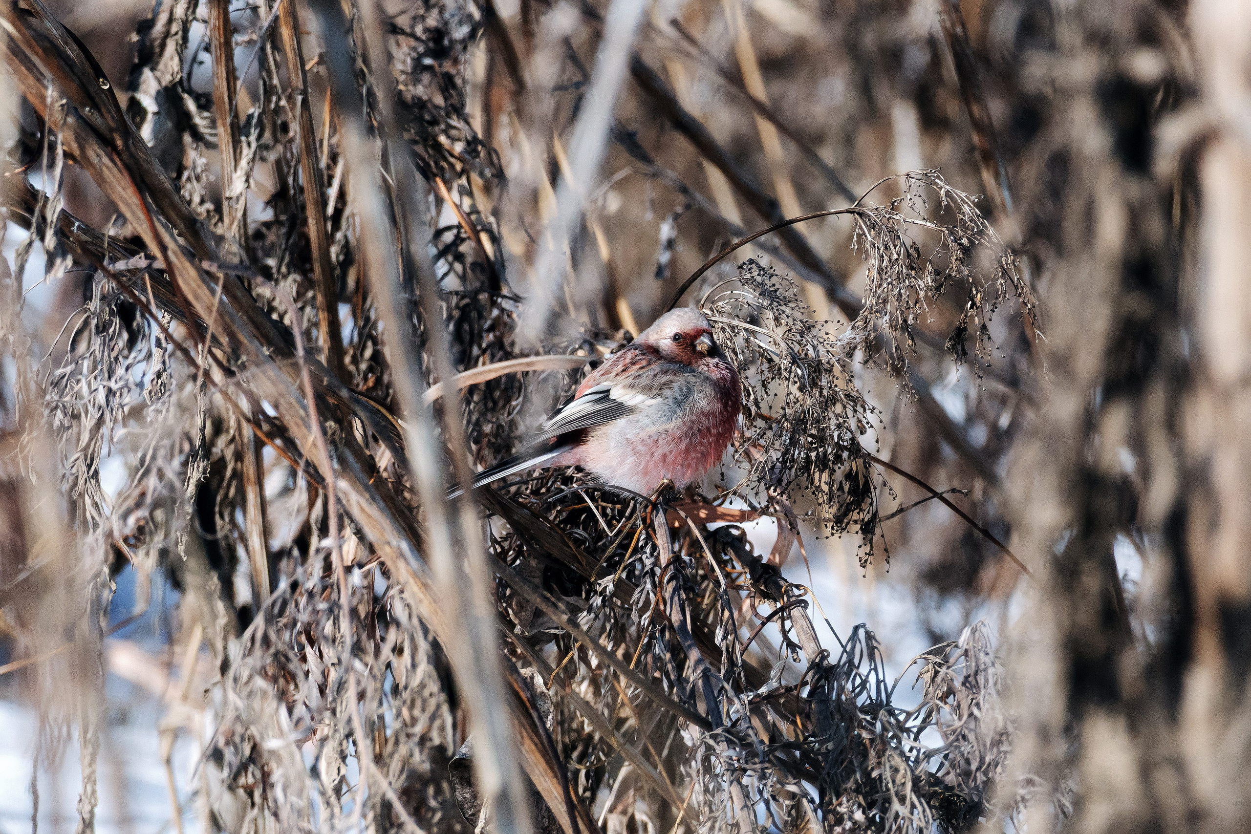 Подходит ли Wfolio для RAW формата?