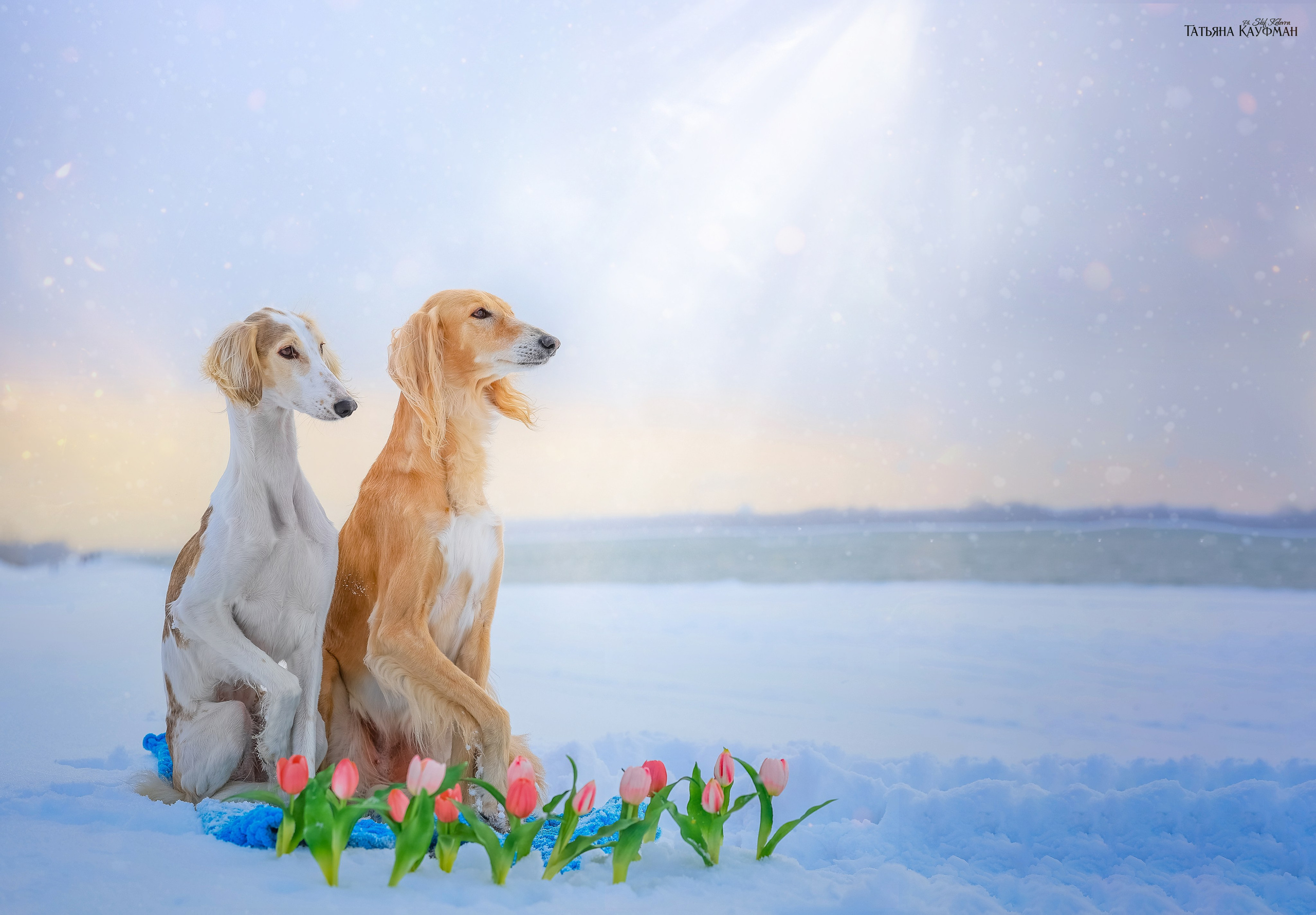 Салюки Флай и Лира. Фотограф Анималист из Новосибирска Татьяна Кауфман