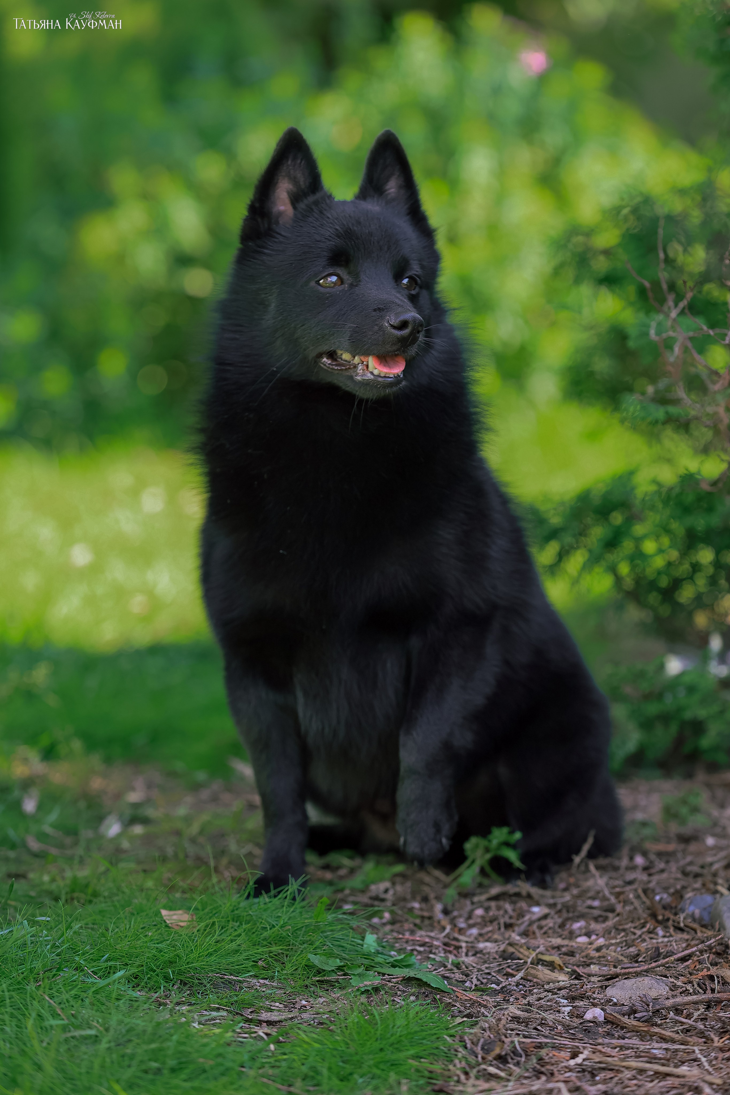 Шипперке, схипперке, красивая собака, фотограф анималист, фотокурс Анималистика, научиться фотографировать собак, фотограф Новосибирск