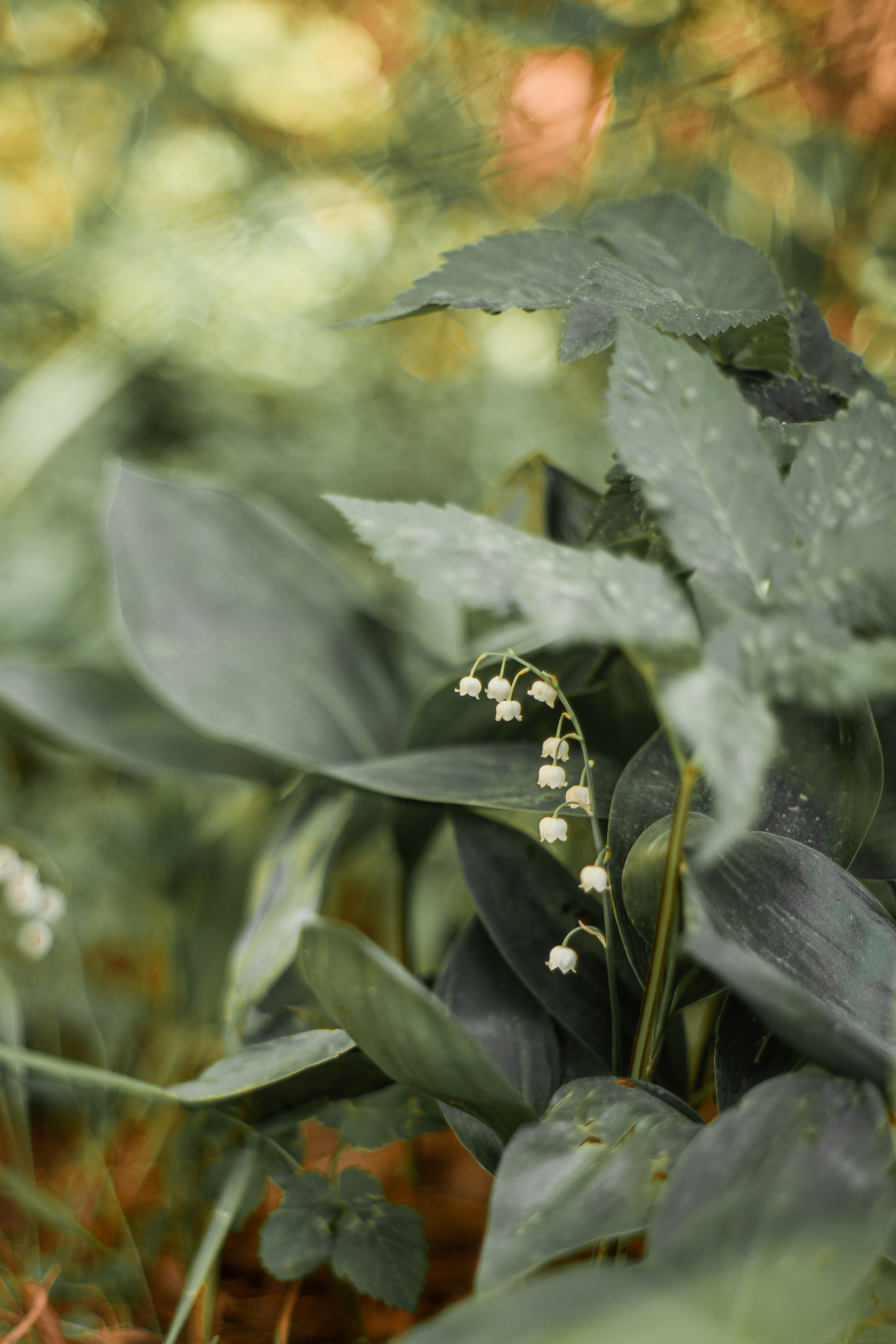 Ирина, семейная фотосессия дома и прогулка до озера. Фотограф Наталья Яковлева, Санкт-Петербург. Семьи, ньюборн, крещения